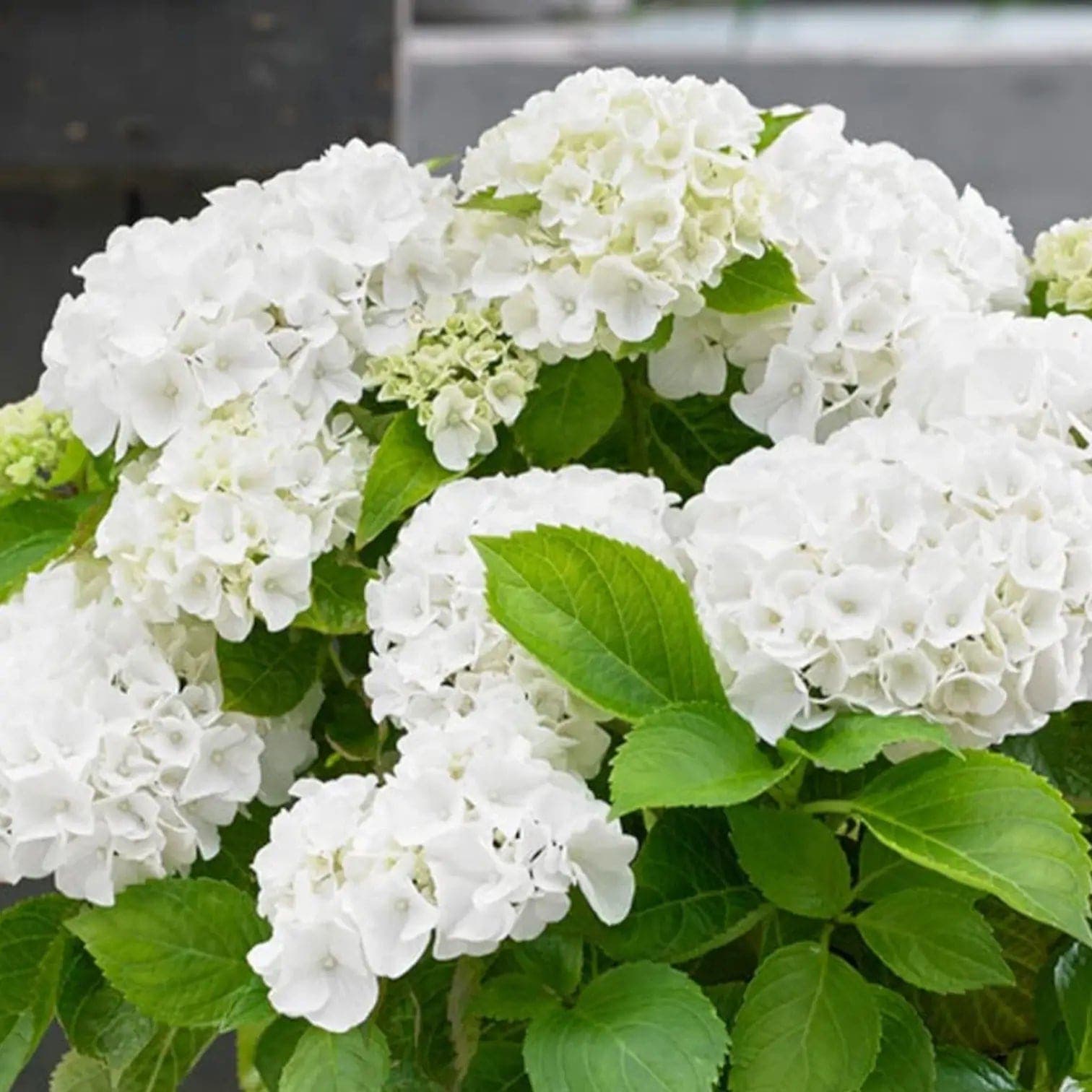 Hydrangea macrophylla 'Wudu White'