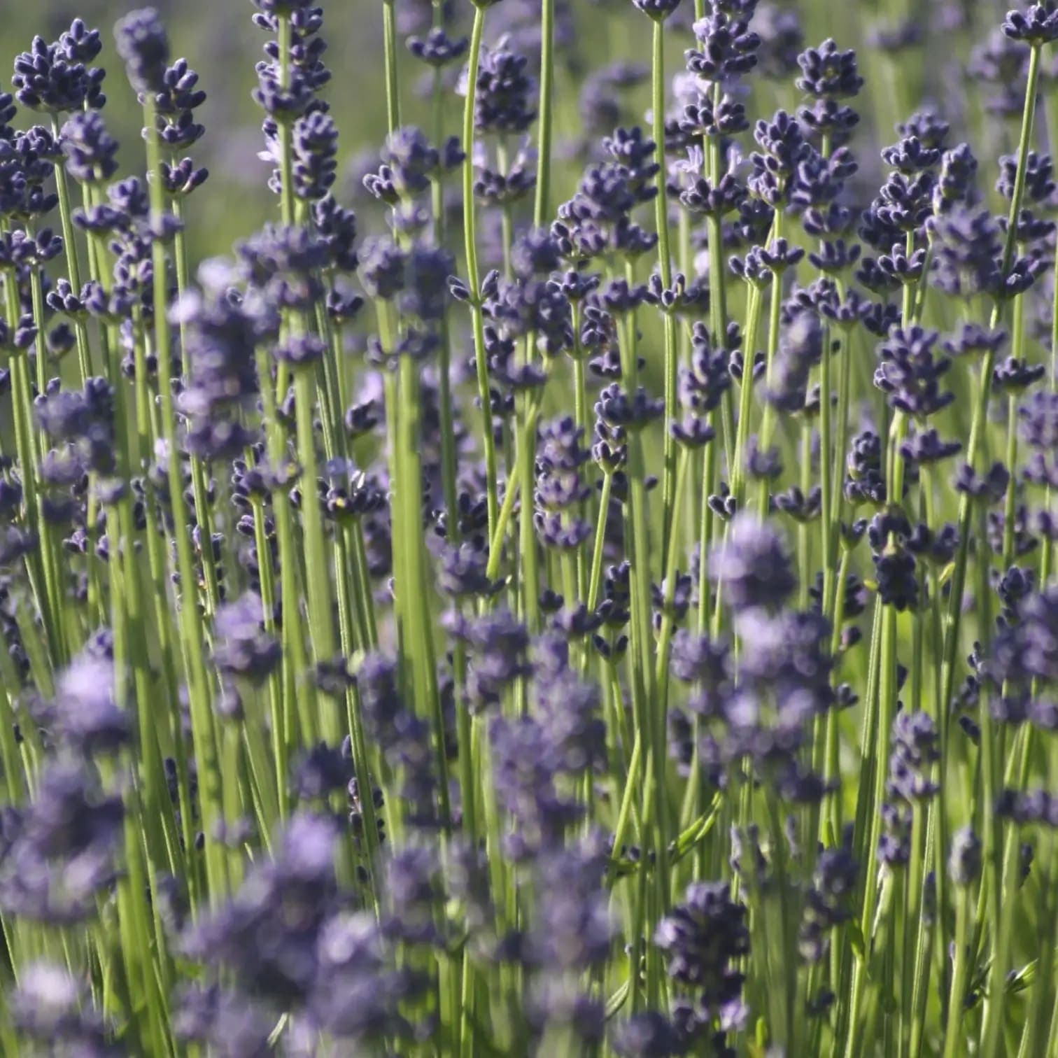 Lavandula angustifolia