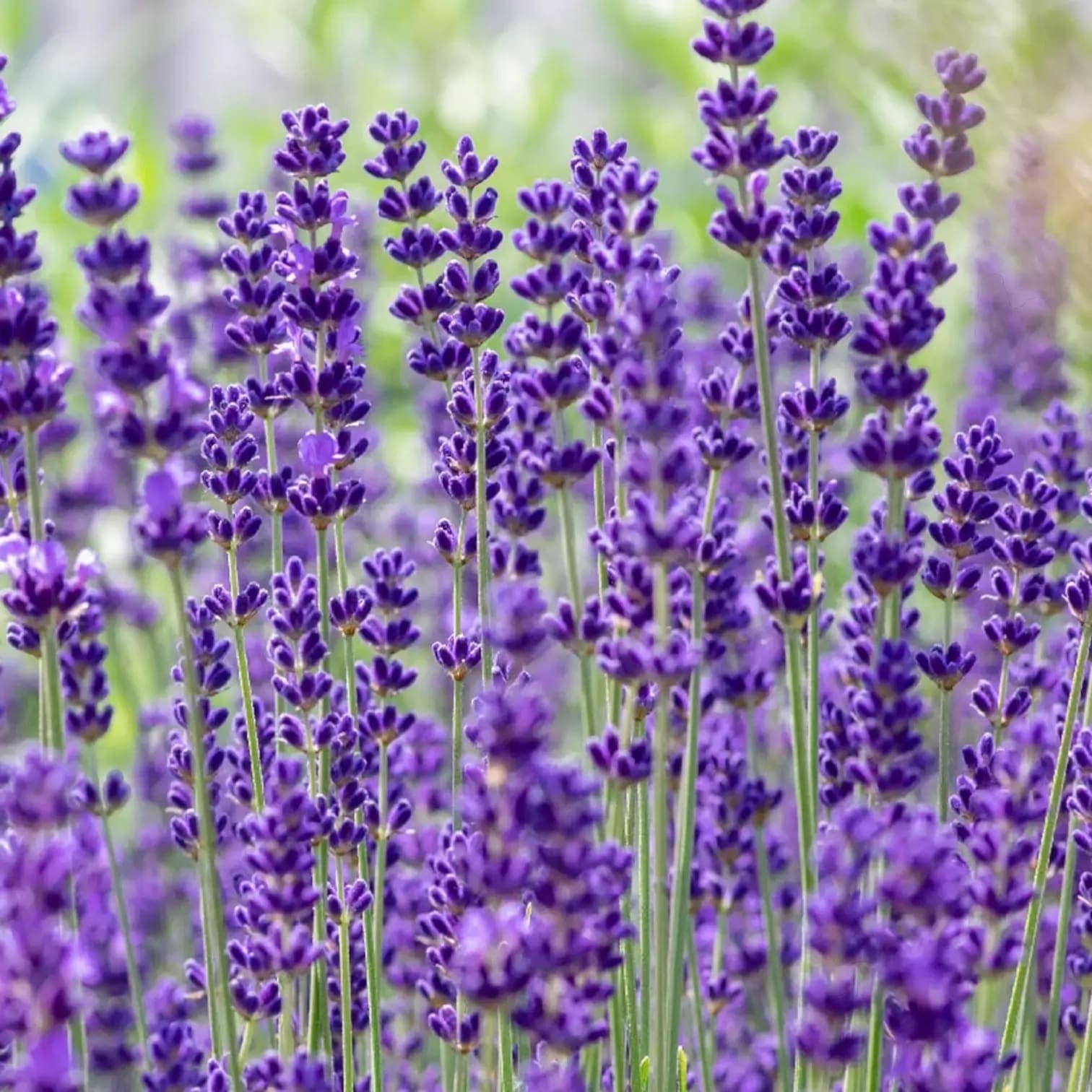 Lavandula angustifolia 'Dwarf Blue'