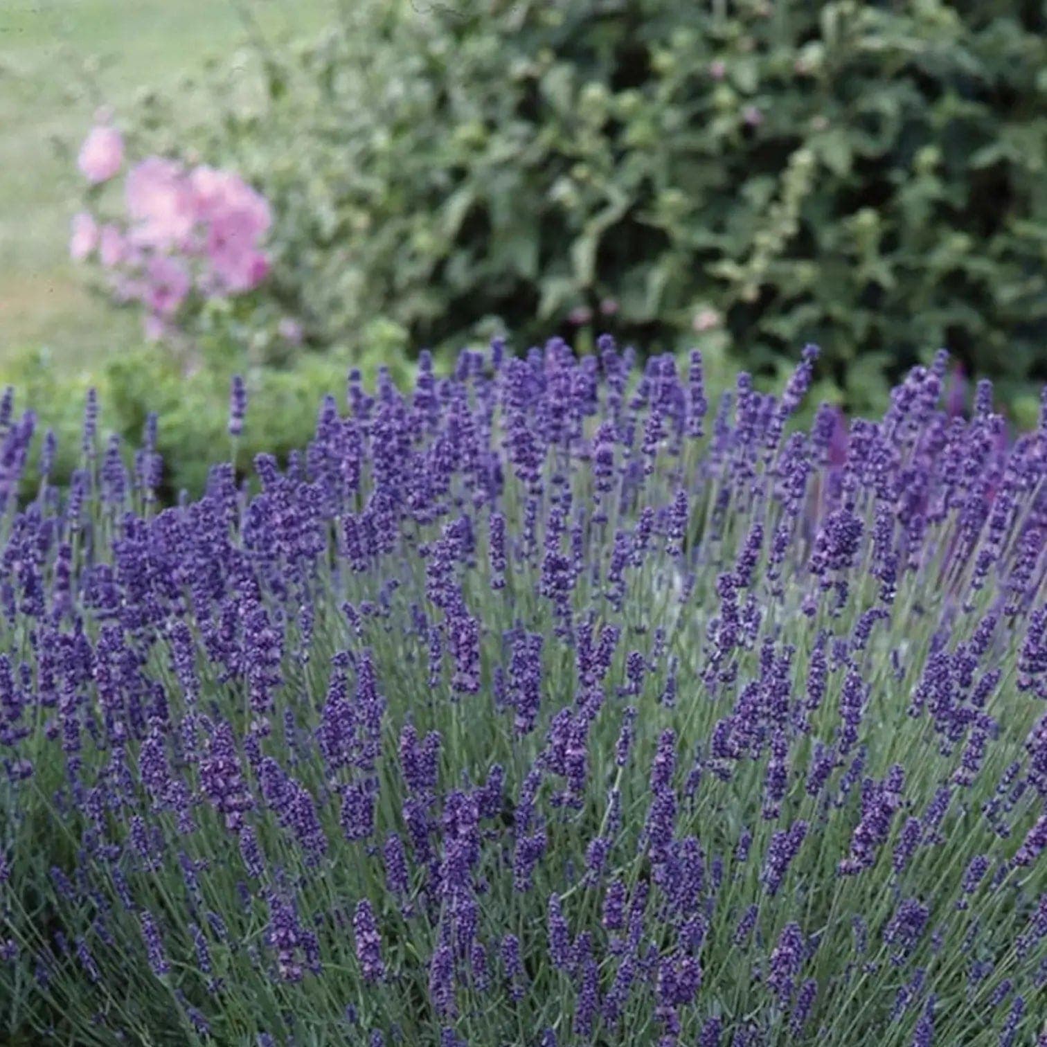 Lavandula angustifolia 'Felice'