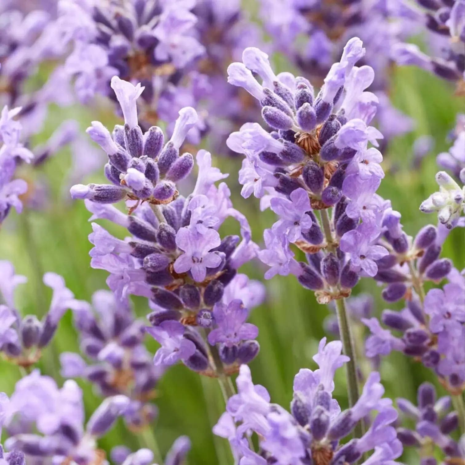 Lavandula angustifolia 'Hidcote'