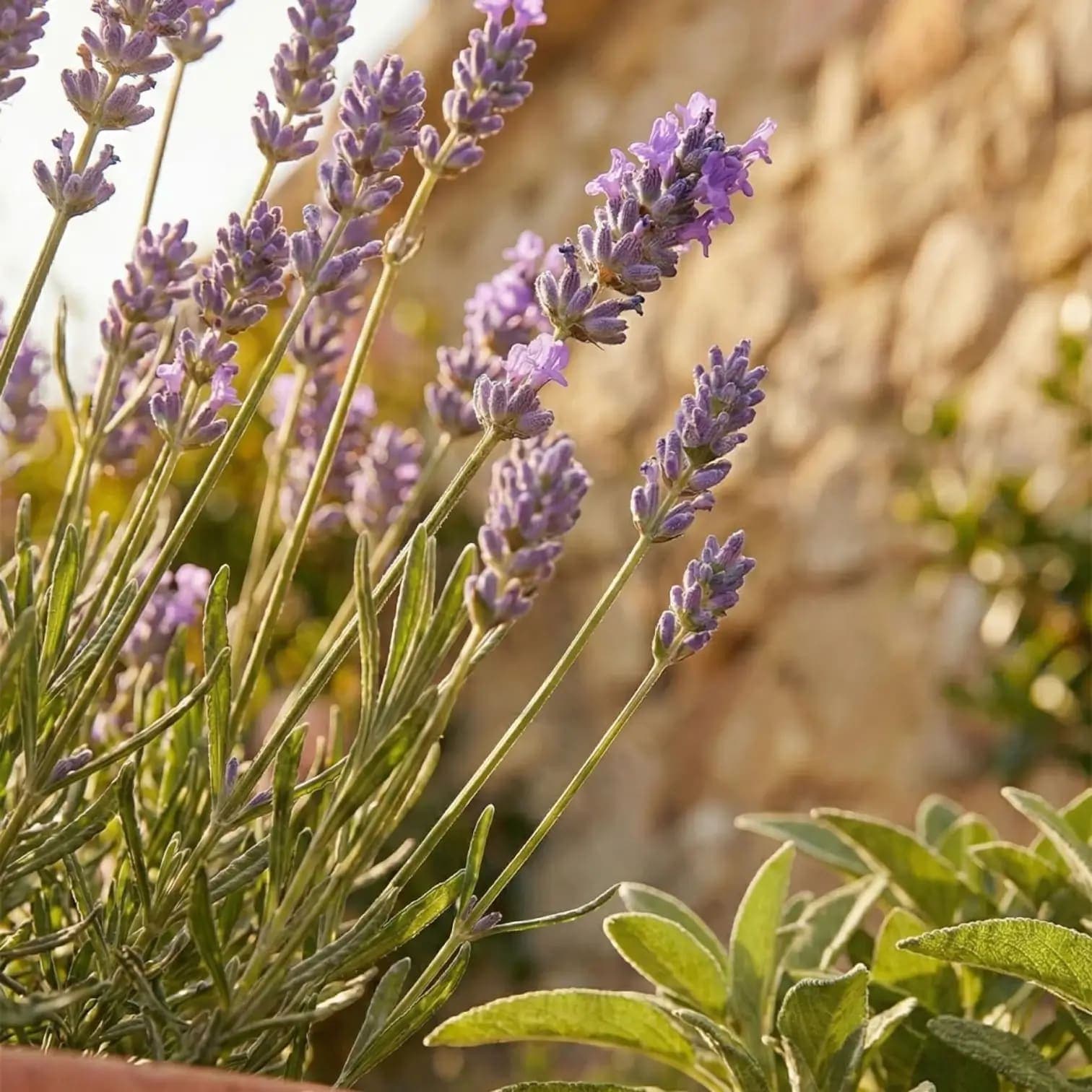 Lavandula angustifolia 'Munstead'