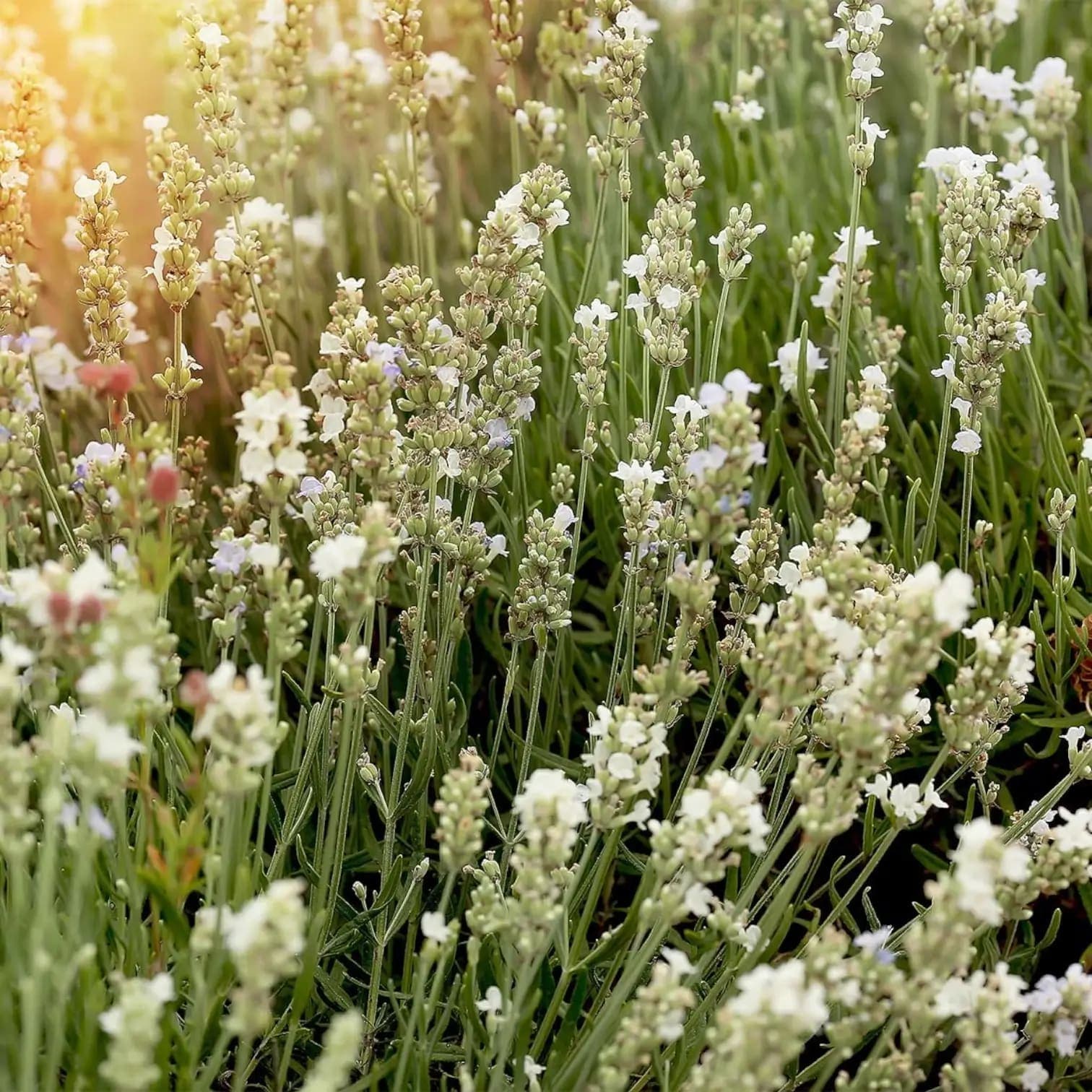 Lavandula angustifolia (white form)