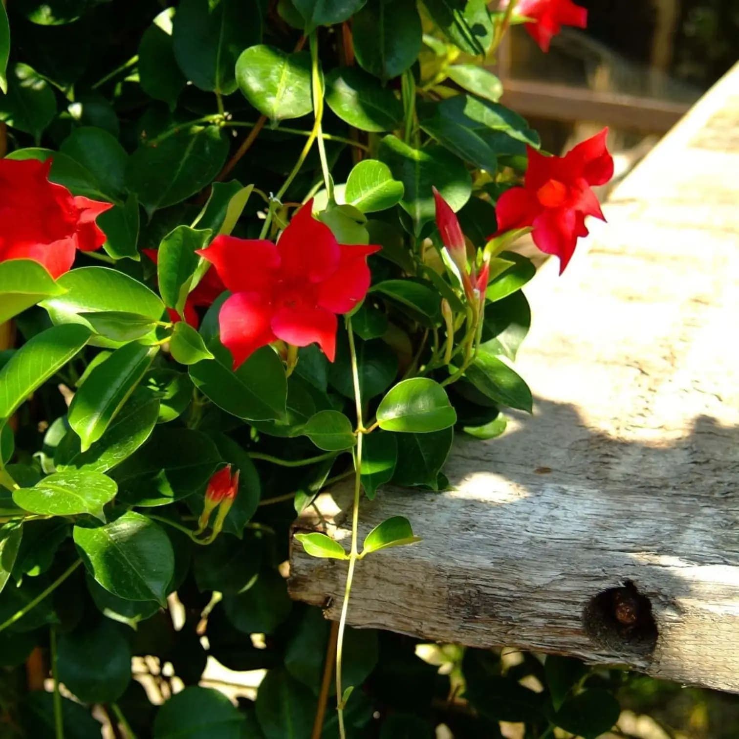Mandevilla Sundaville® Red