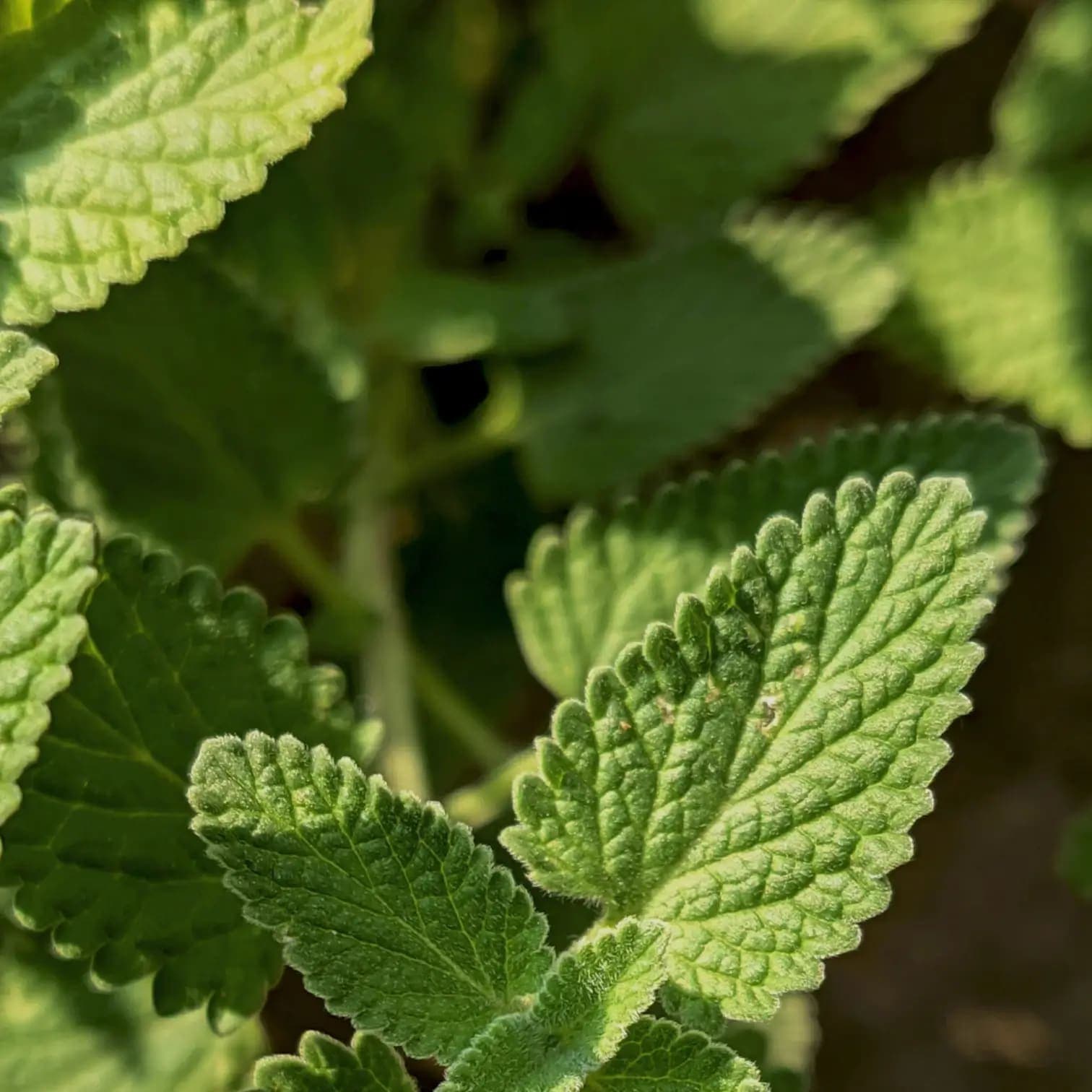 Melissa officinalis