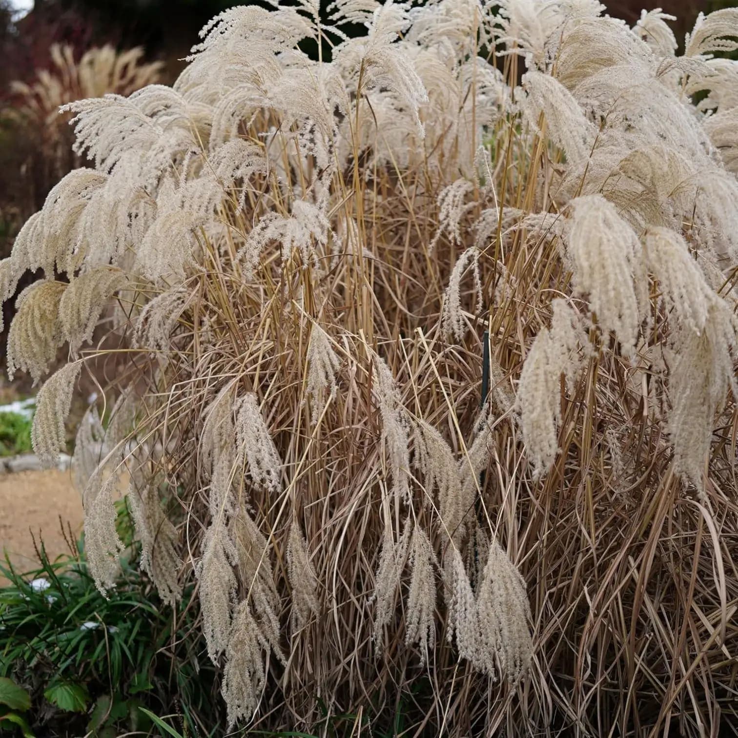 Miscanthus sinensis