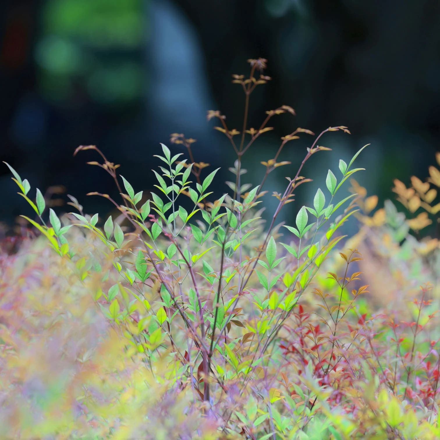 Nandina domestica 'Obsessed'