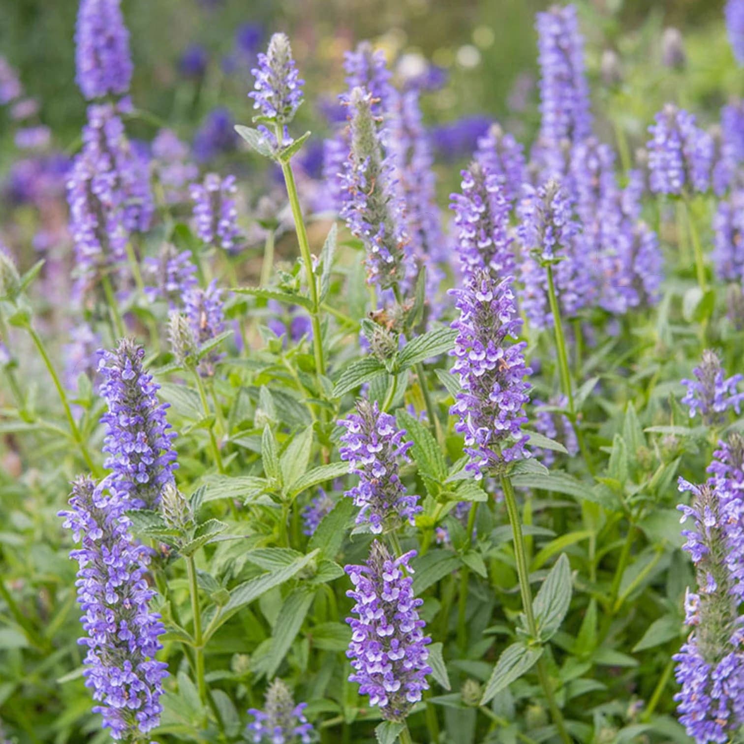 Nepeta nervosa 'Blue Moon'