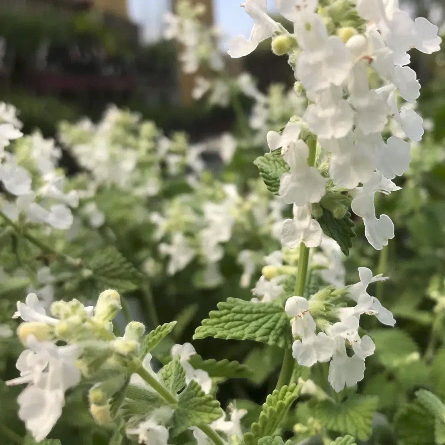 Nepeta racemosa 'Snowflake'