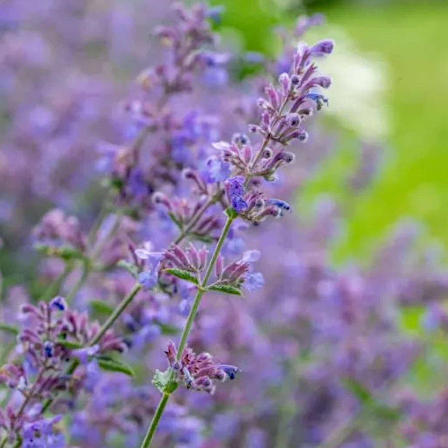Nepeta 'Walker's Low'