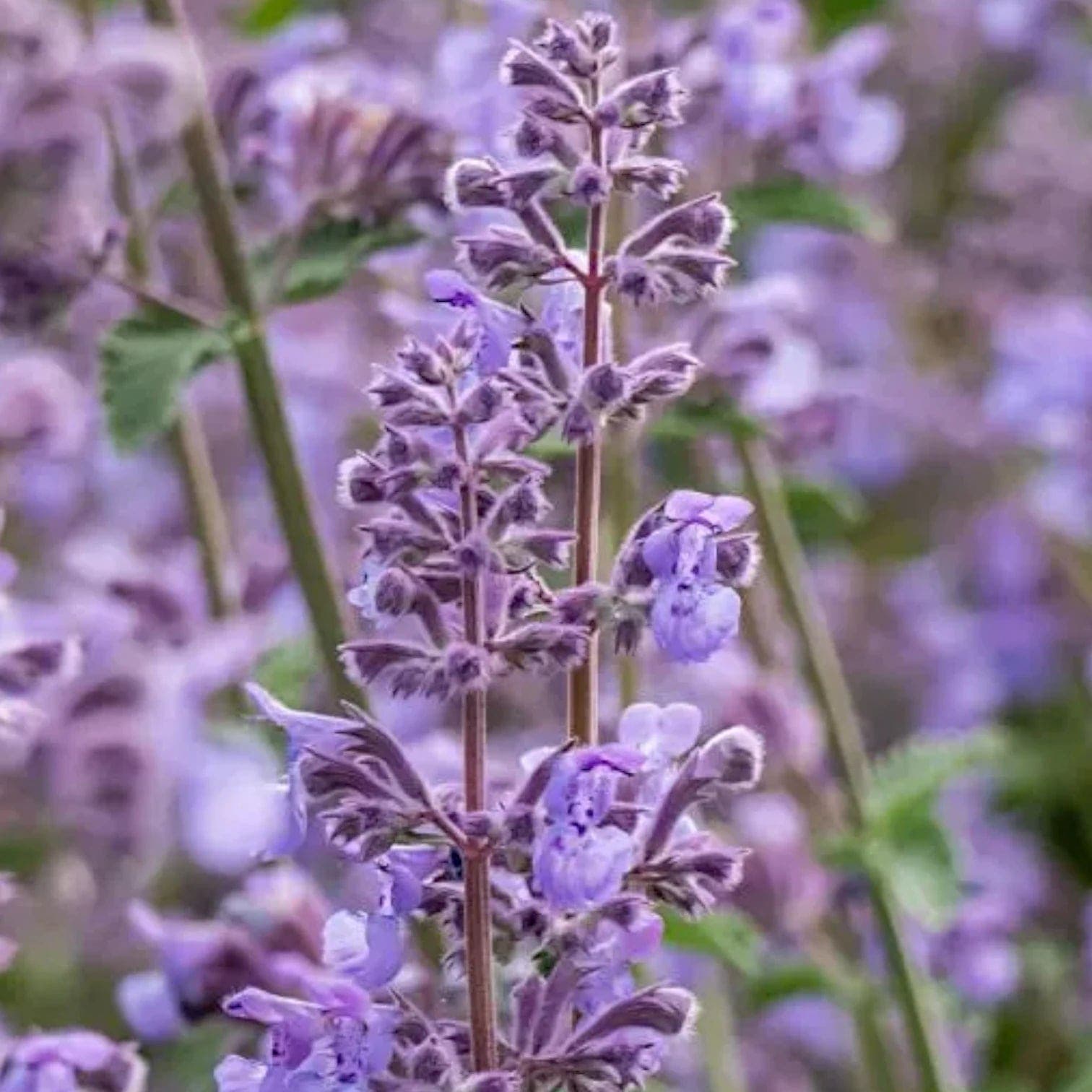 Nepeta × faassenii