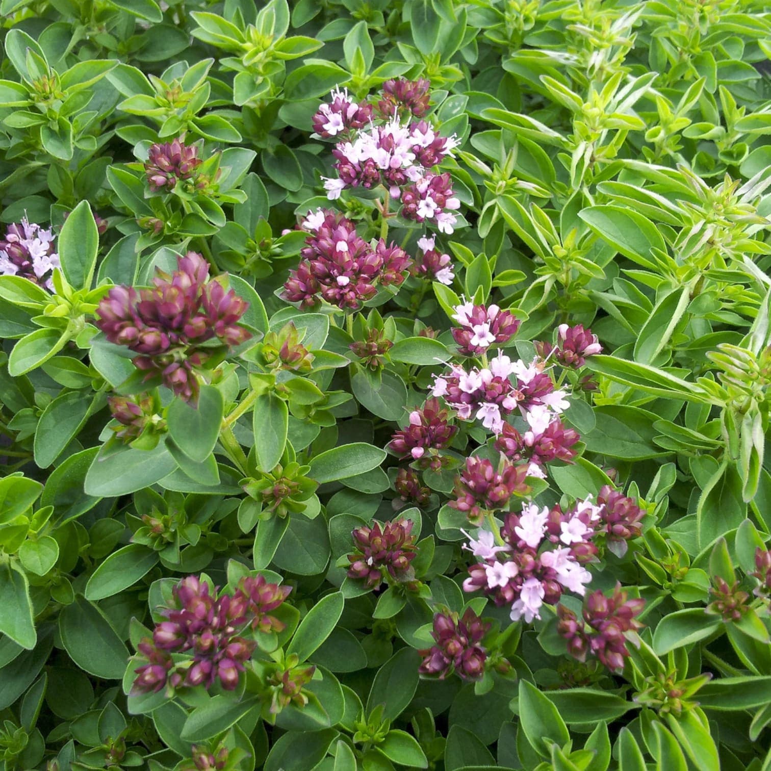 Origanum vulgare 'Compactum'