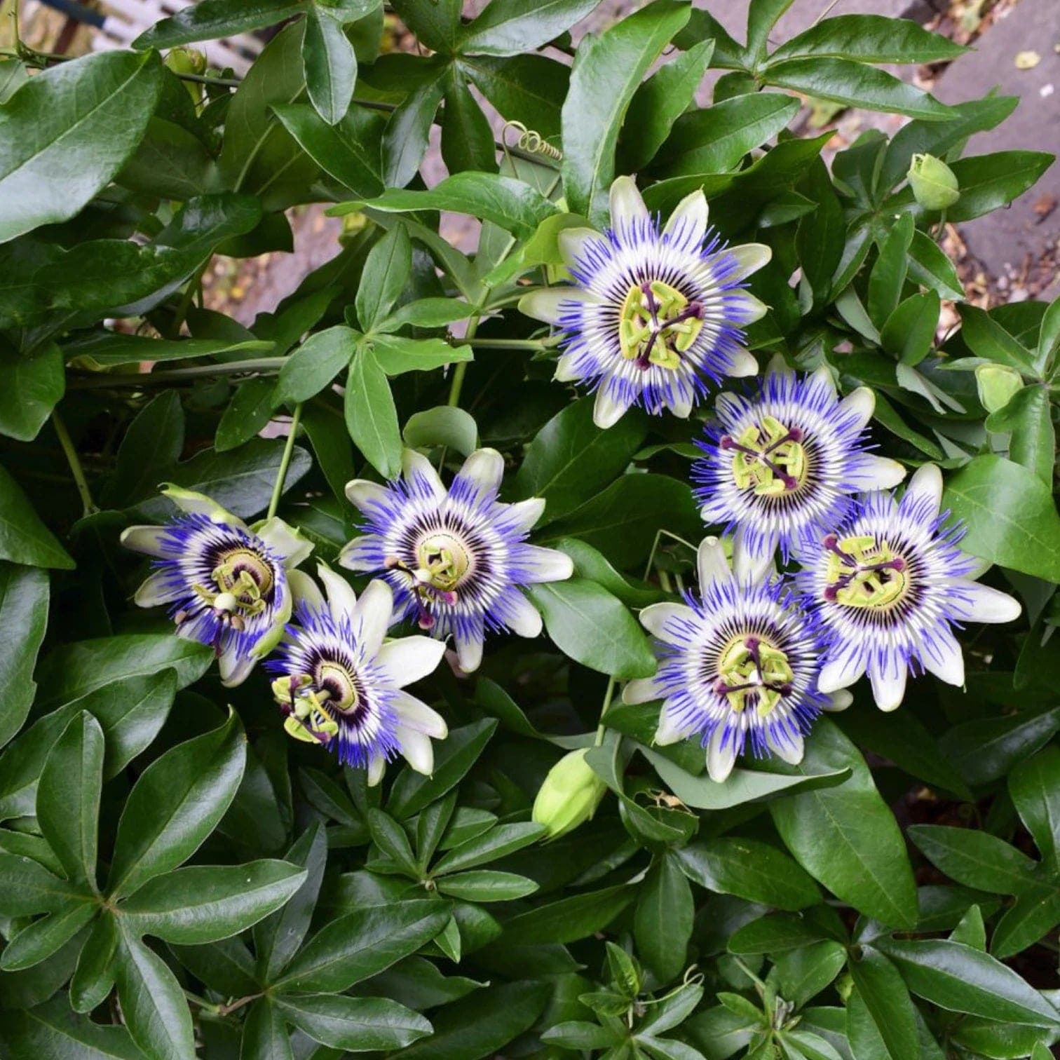 Passiflora caerulea