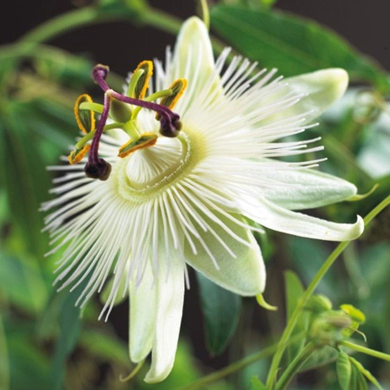Passiflora caerulea 'Constance Elliott'