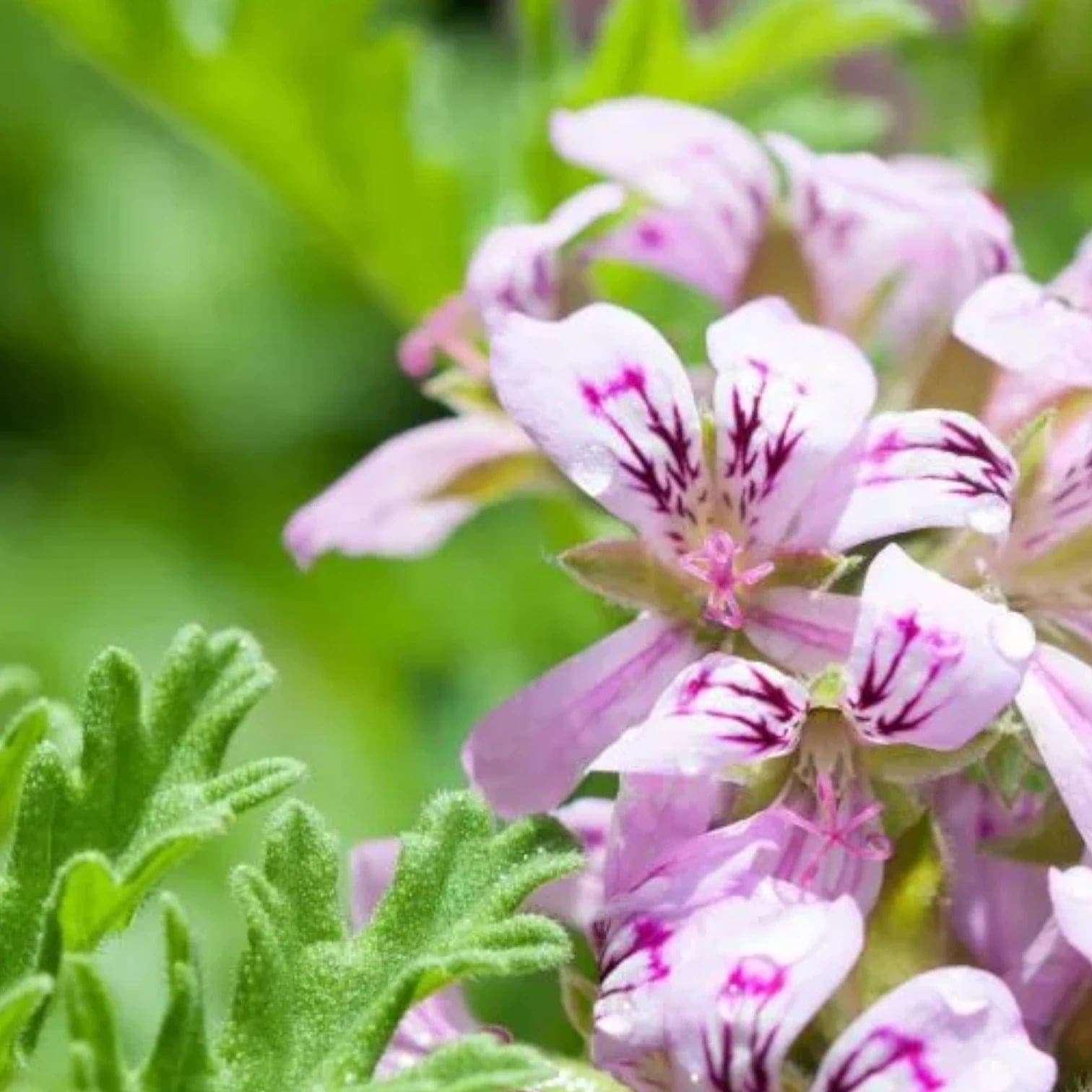 Pelargonium 'Isko Lemon'