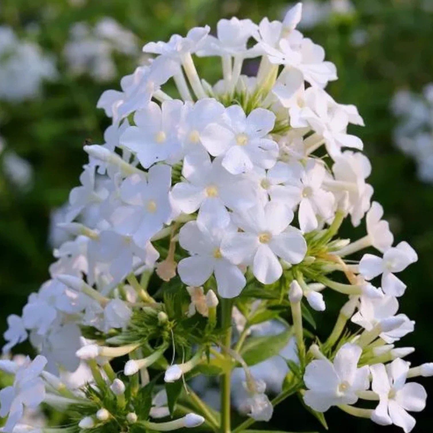 Phlox paniculata 'David'