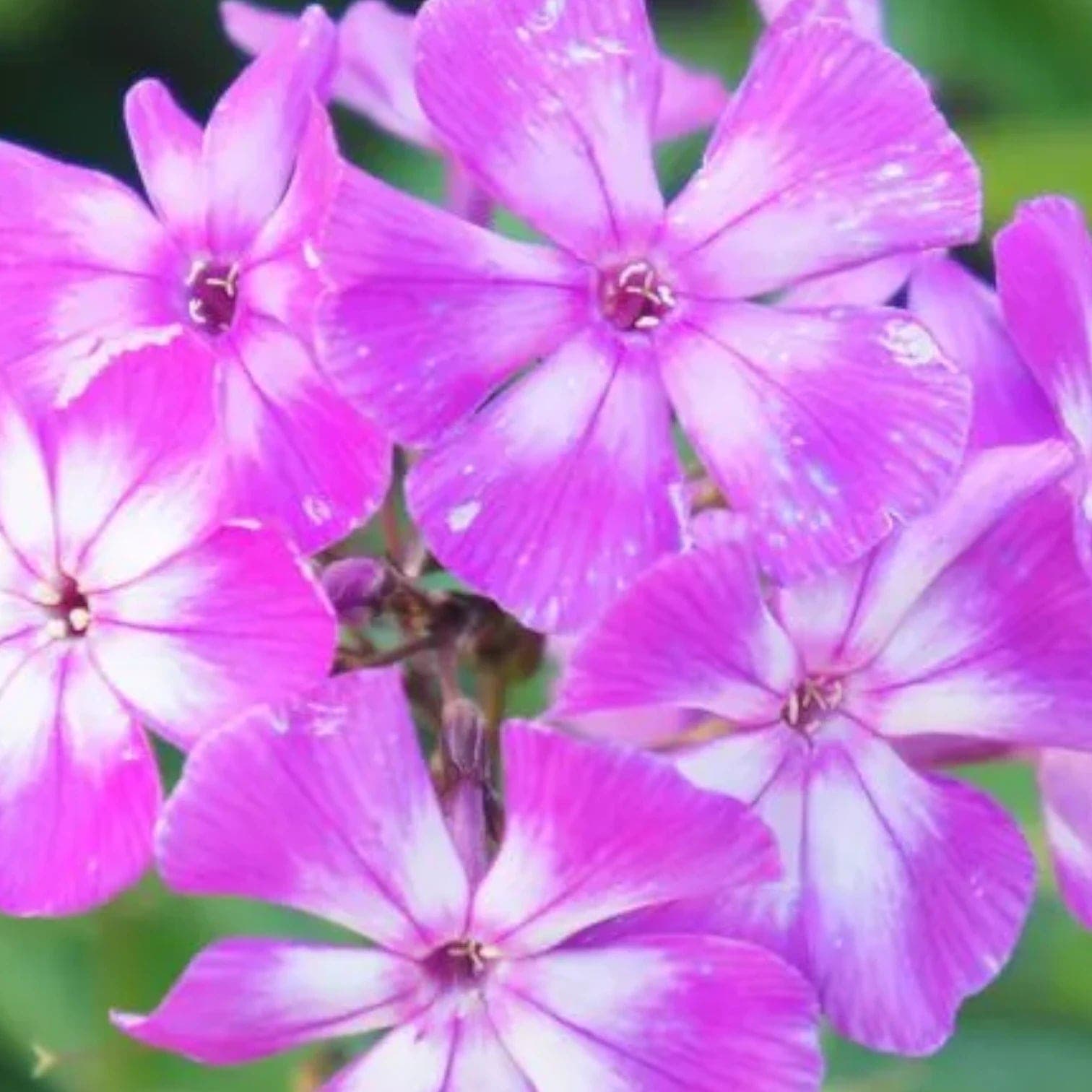 Phlox paniculata 'Laura'