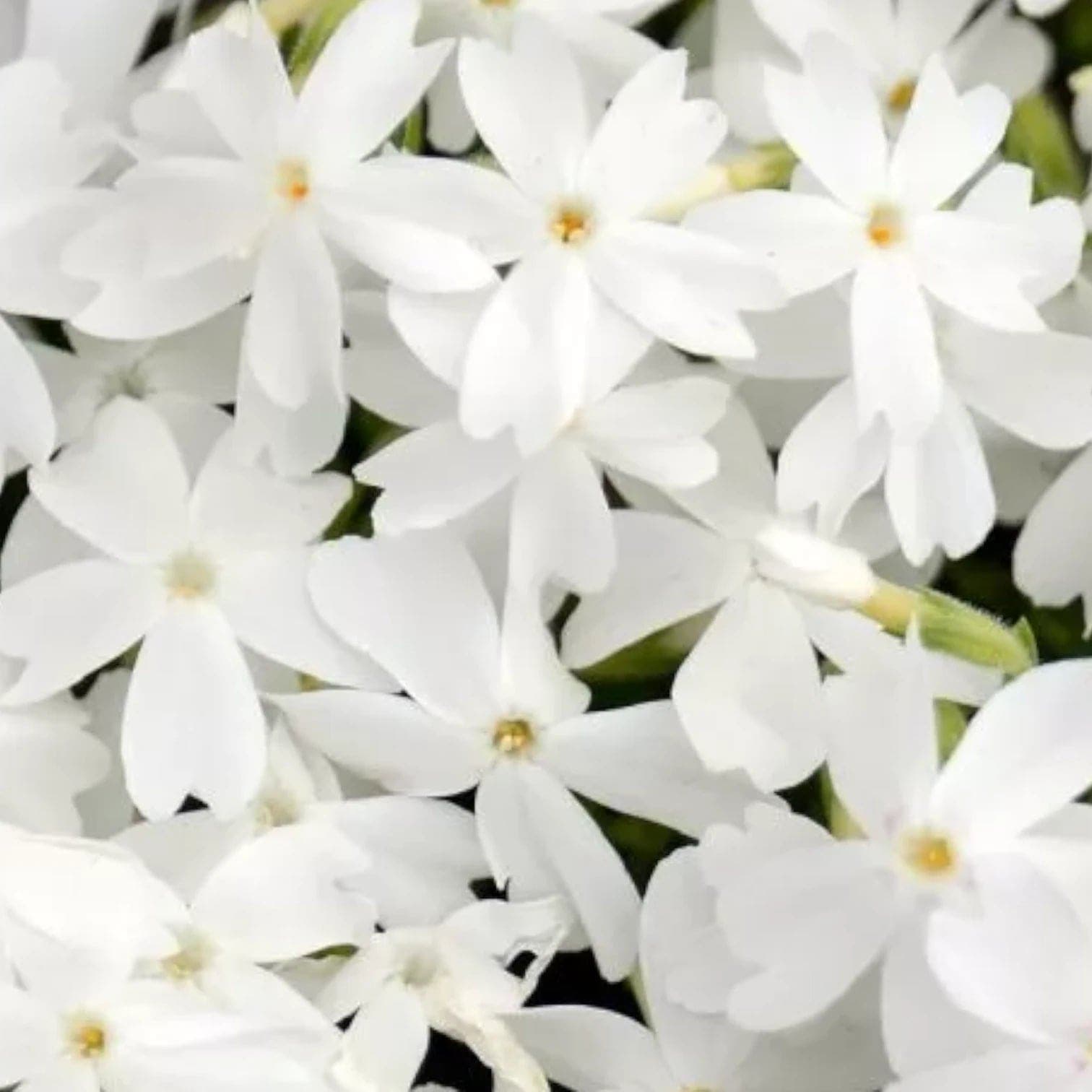 Phlox subulata 'Fabulous White'