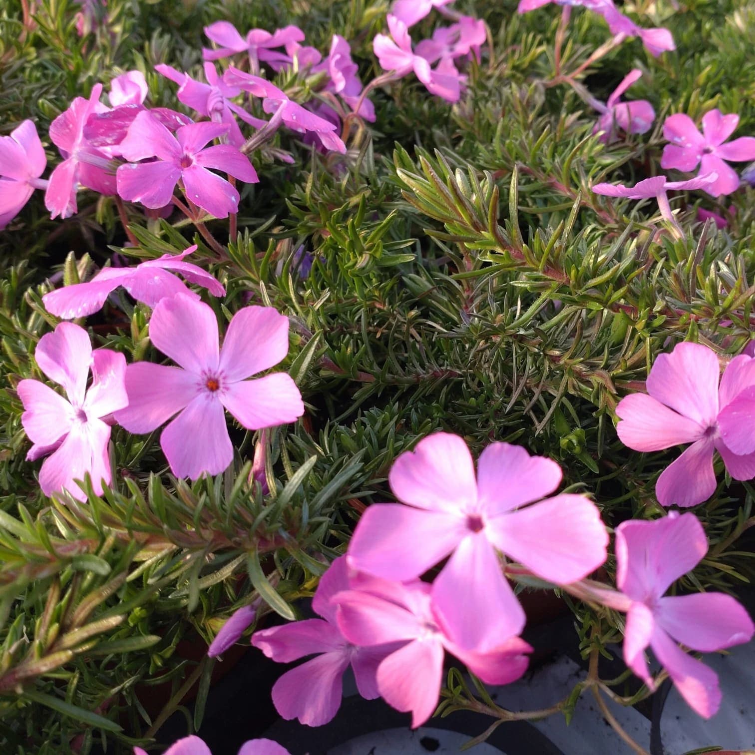 Phlox subulata 'MacDaniel's Cushion'