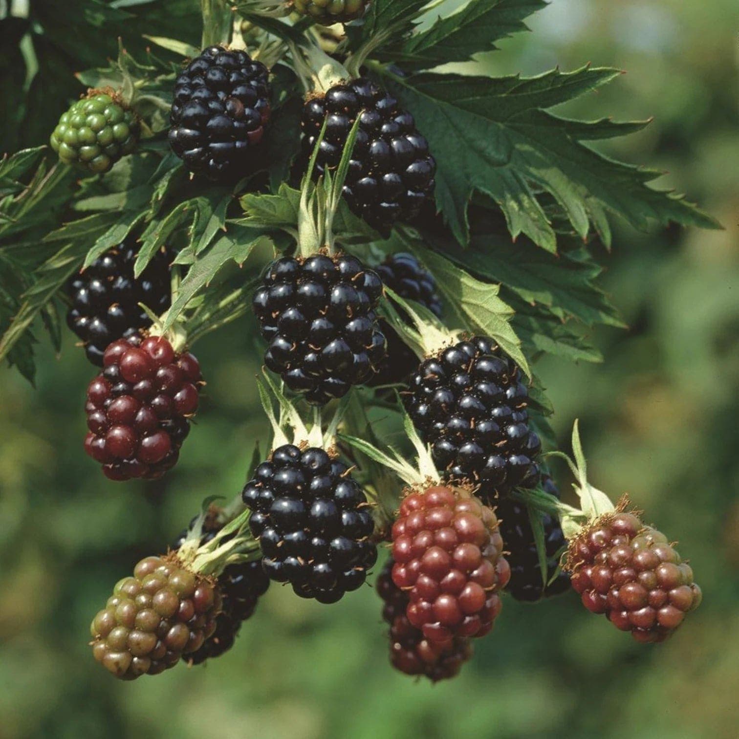 Rubus fruticosus 'Thornfree'