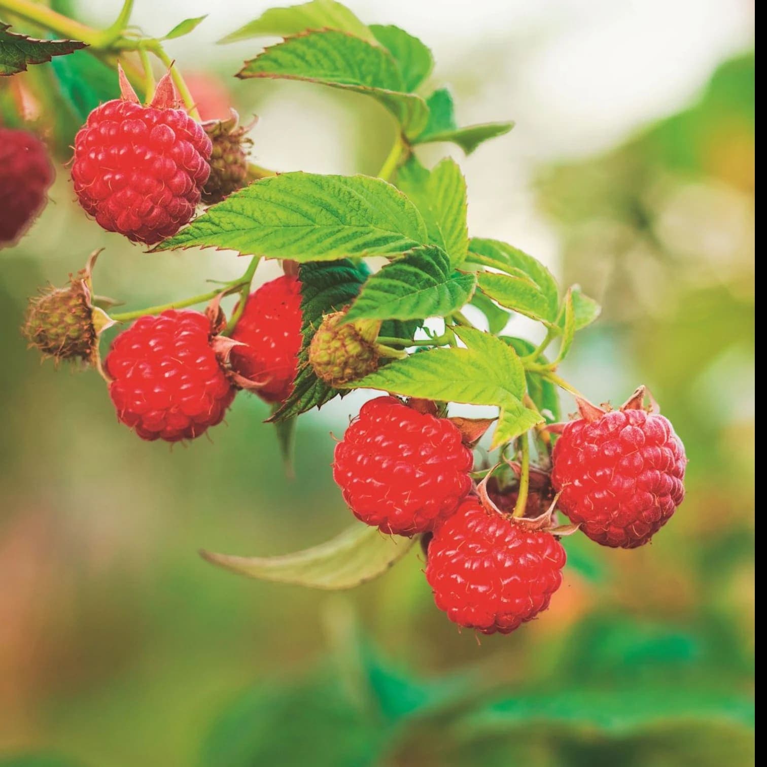 Rubus idaeus 'Heritage'