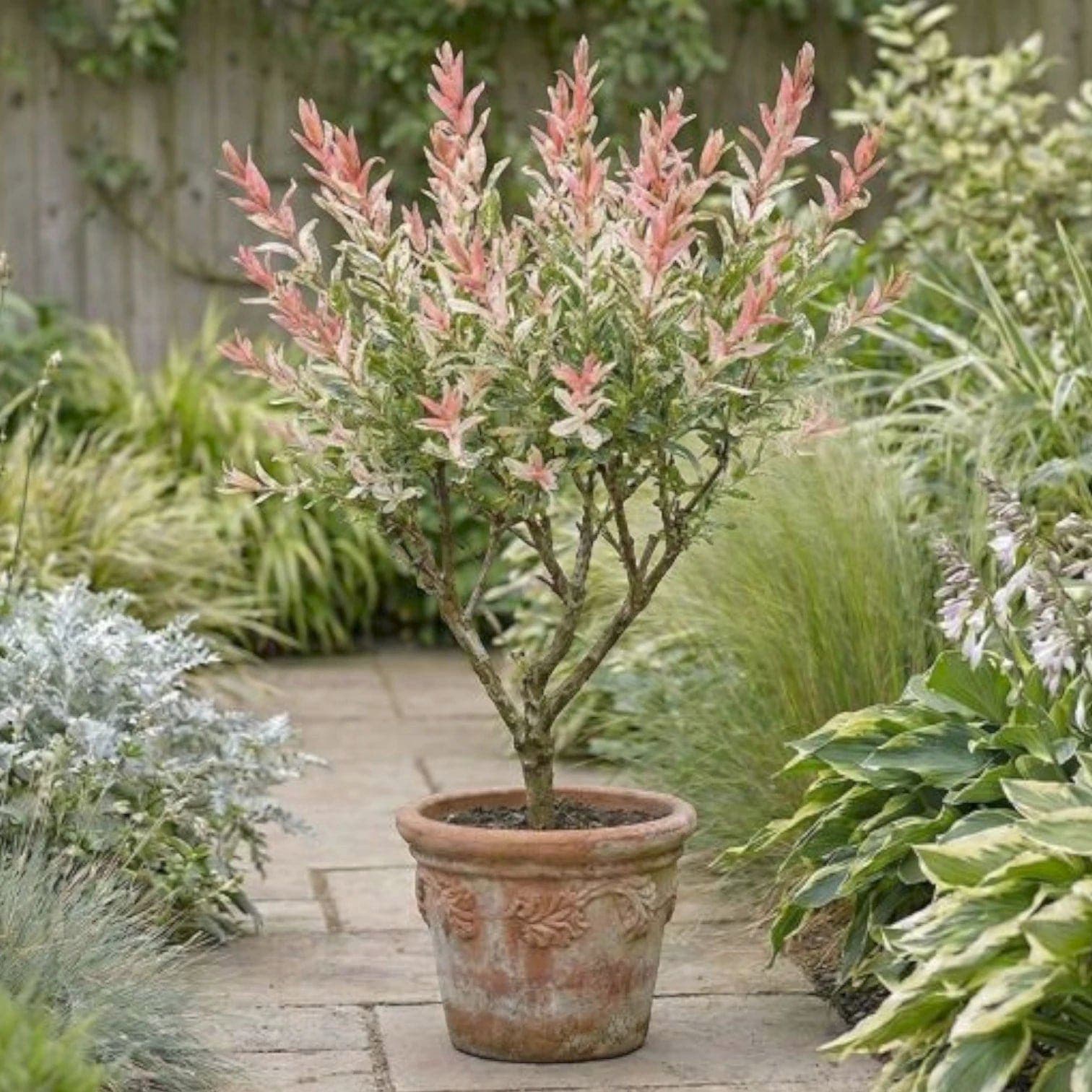 Salix integra 'Flamingo'