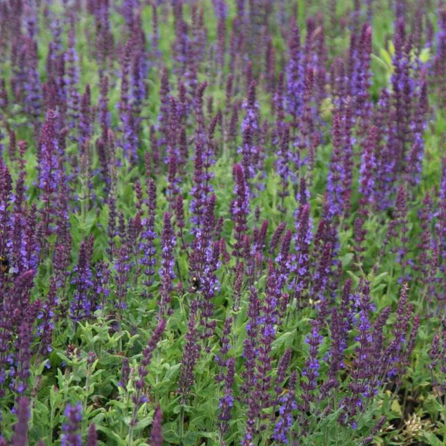 Salvia nemorosa 'Blaukönigin'