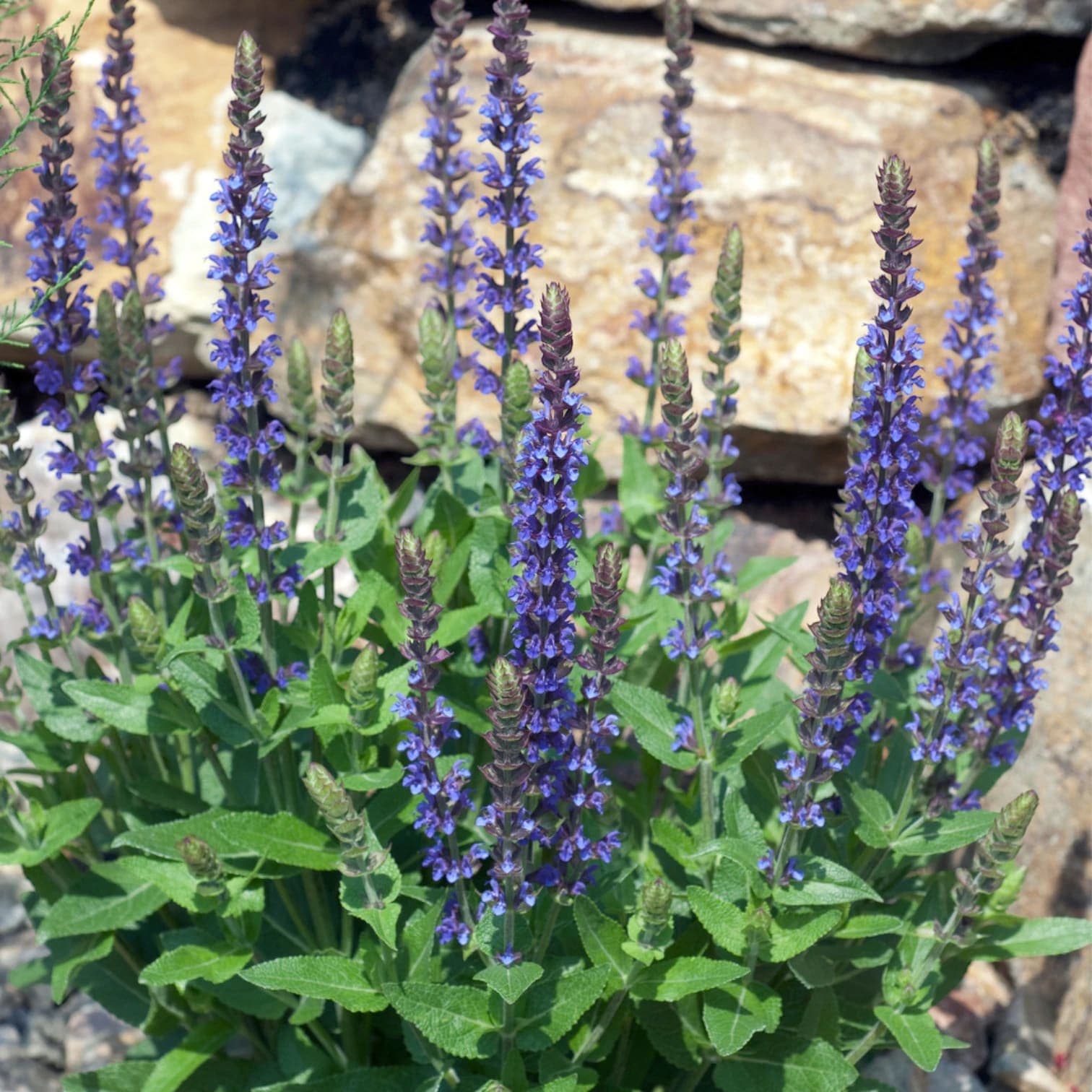 Salvia nemorosa 'Ostfriesland'