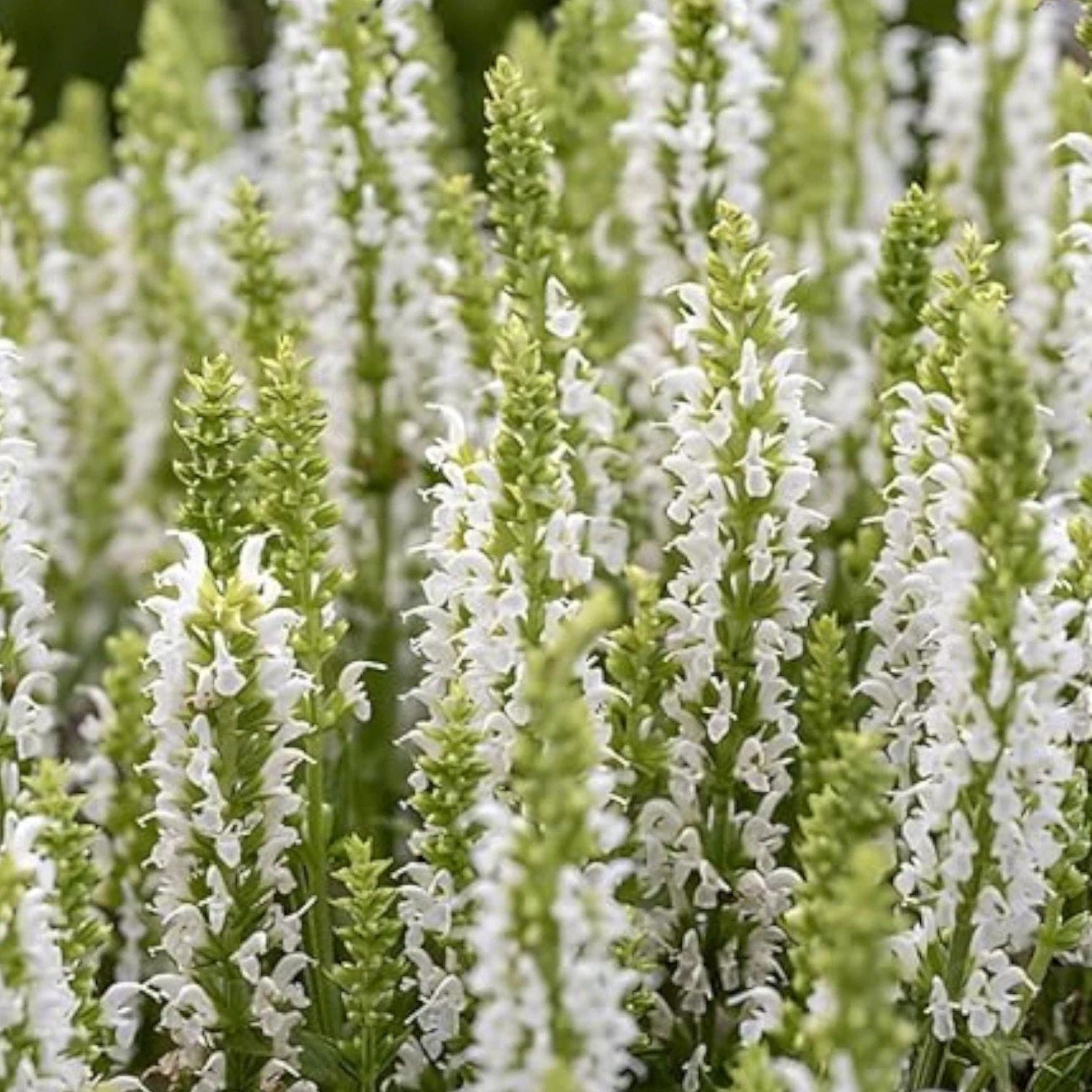 Salvia nemorosa 'Sensation White'
