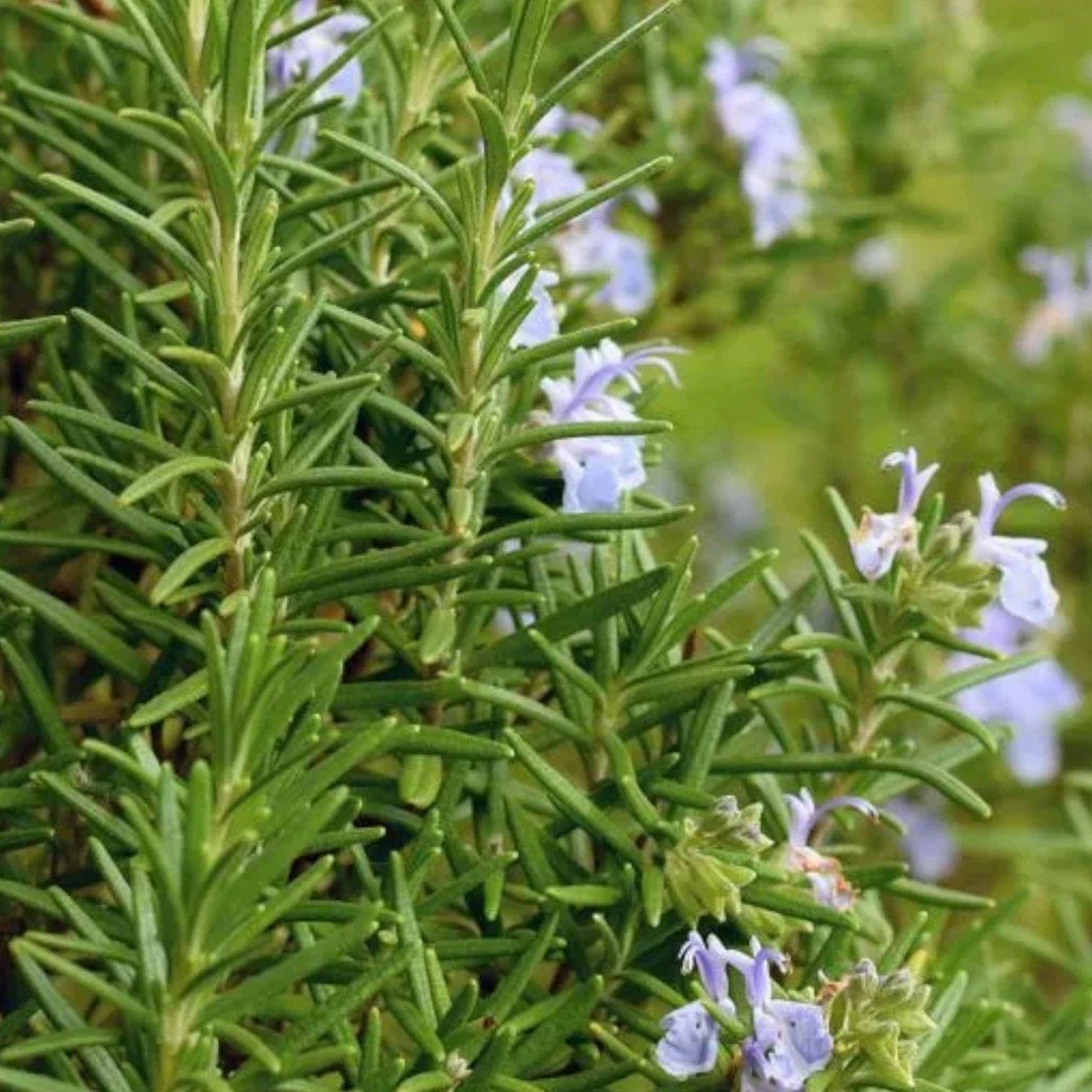 Salvia rosmarinus (Rosmarinus officinalis)