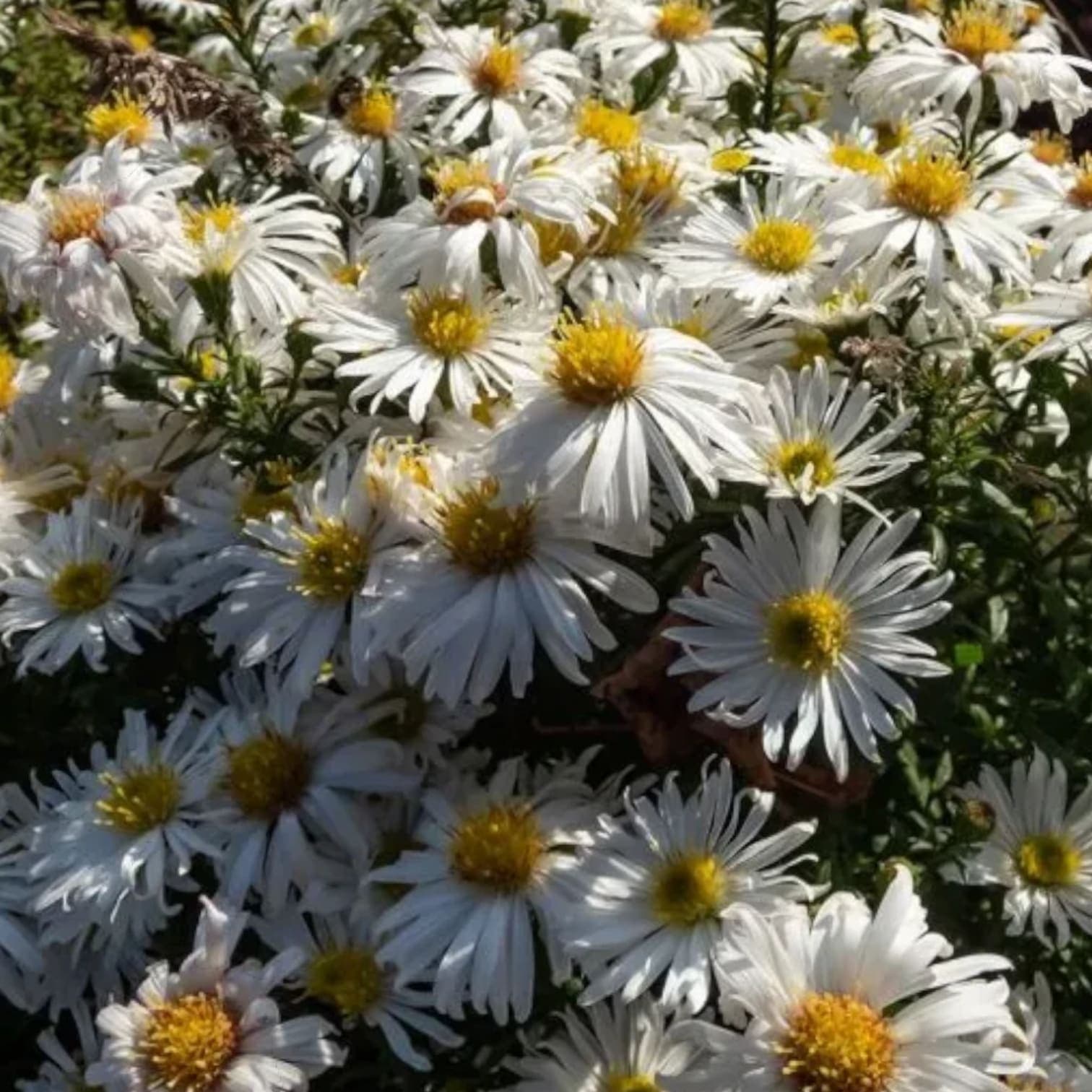 Symphyotrichum dumosum 'Apollo'