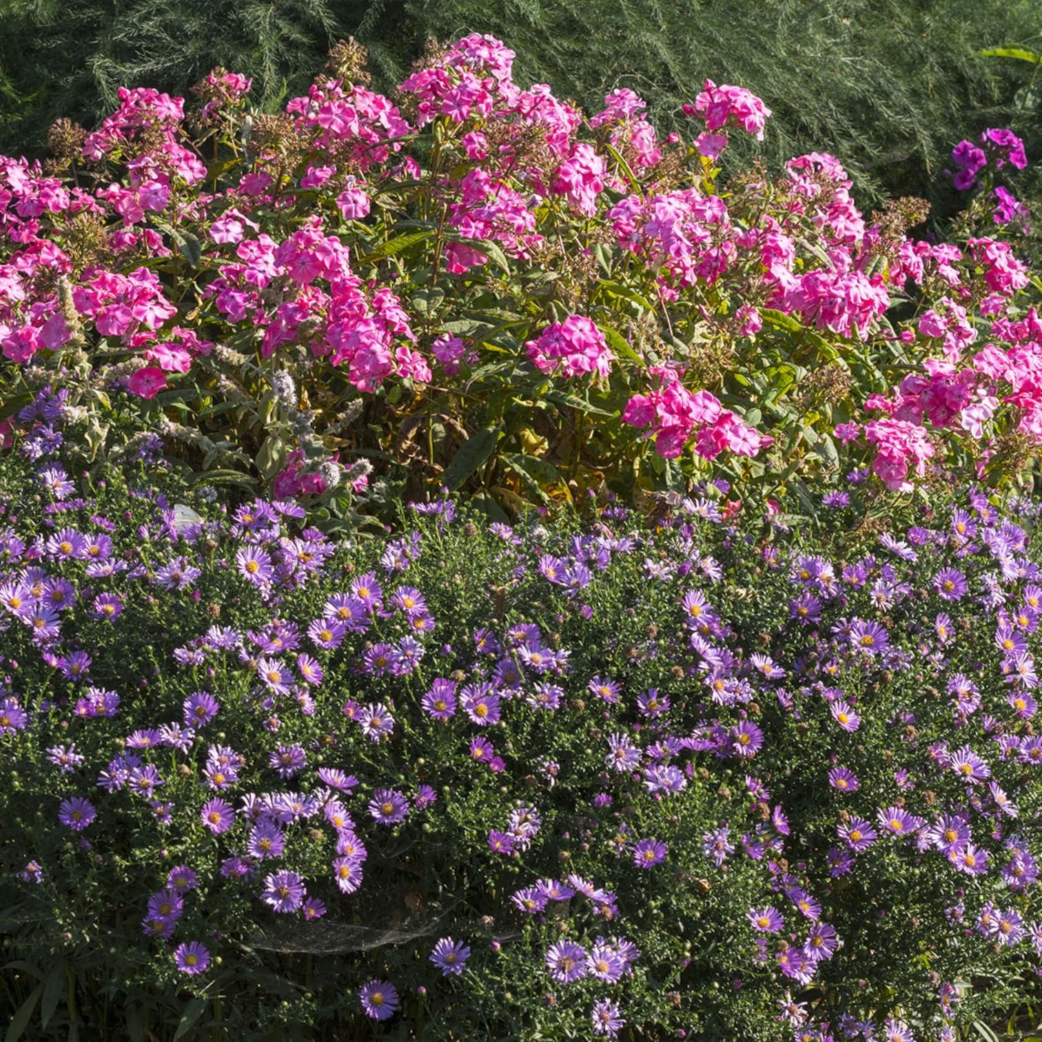 Symphyotrichum dumosum 'Professor Anton Kippenberg'