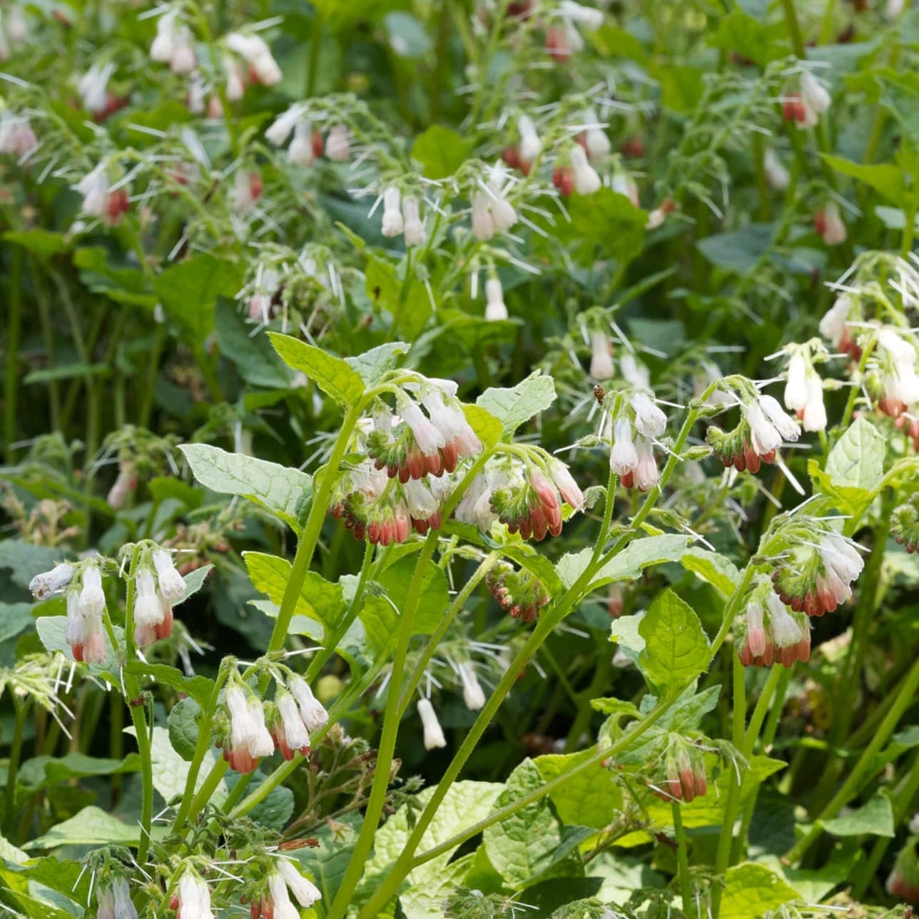 Symphytum grandiflorum