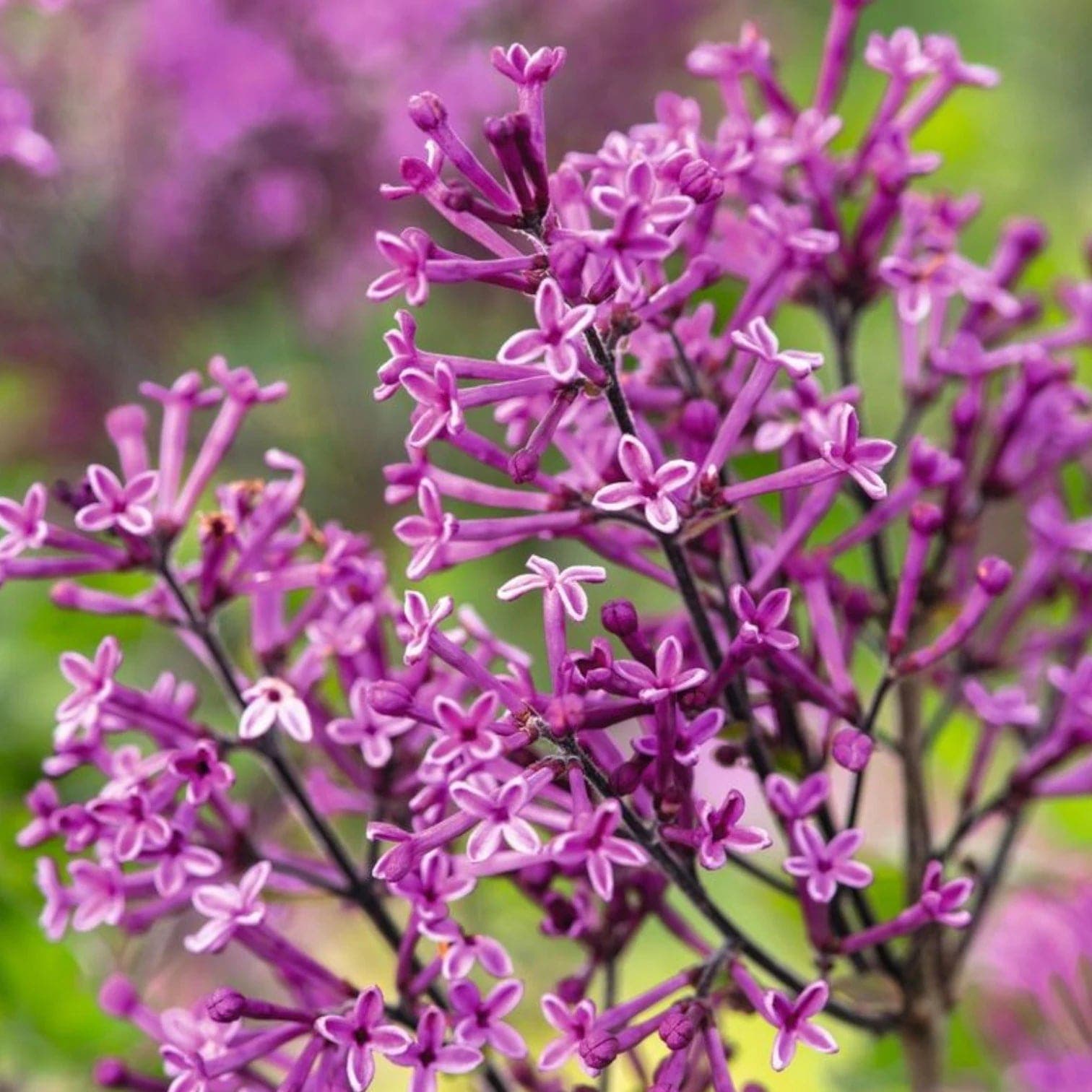 Syringa Bloomerang® Dark Purple