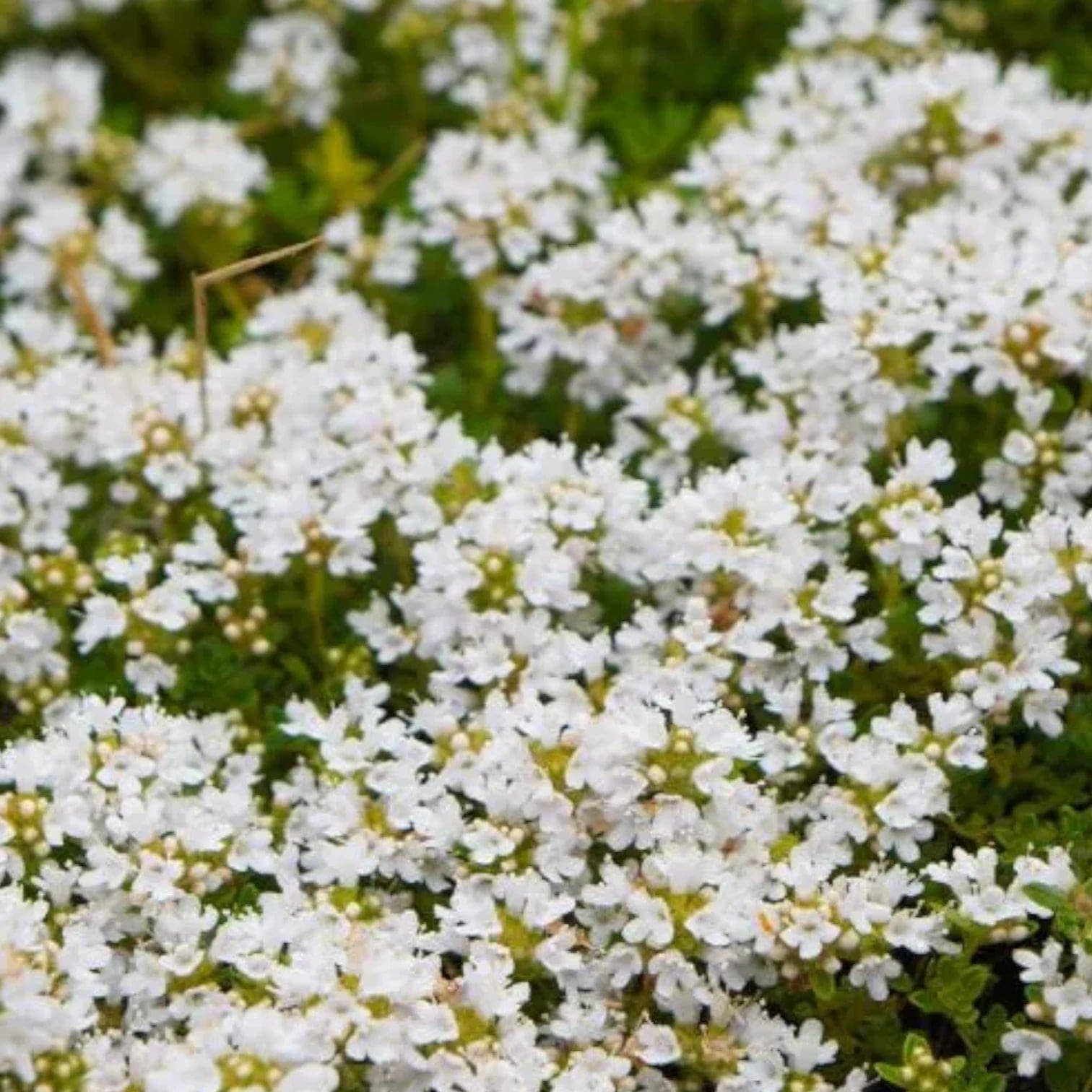 Thymus praecox 'Albiflorus'