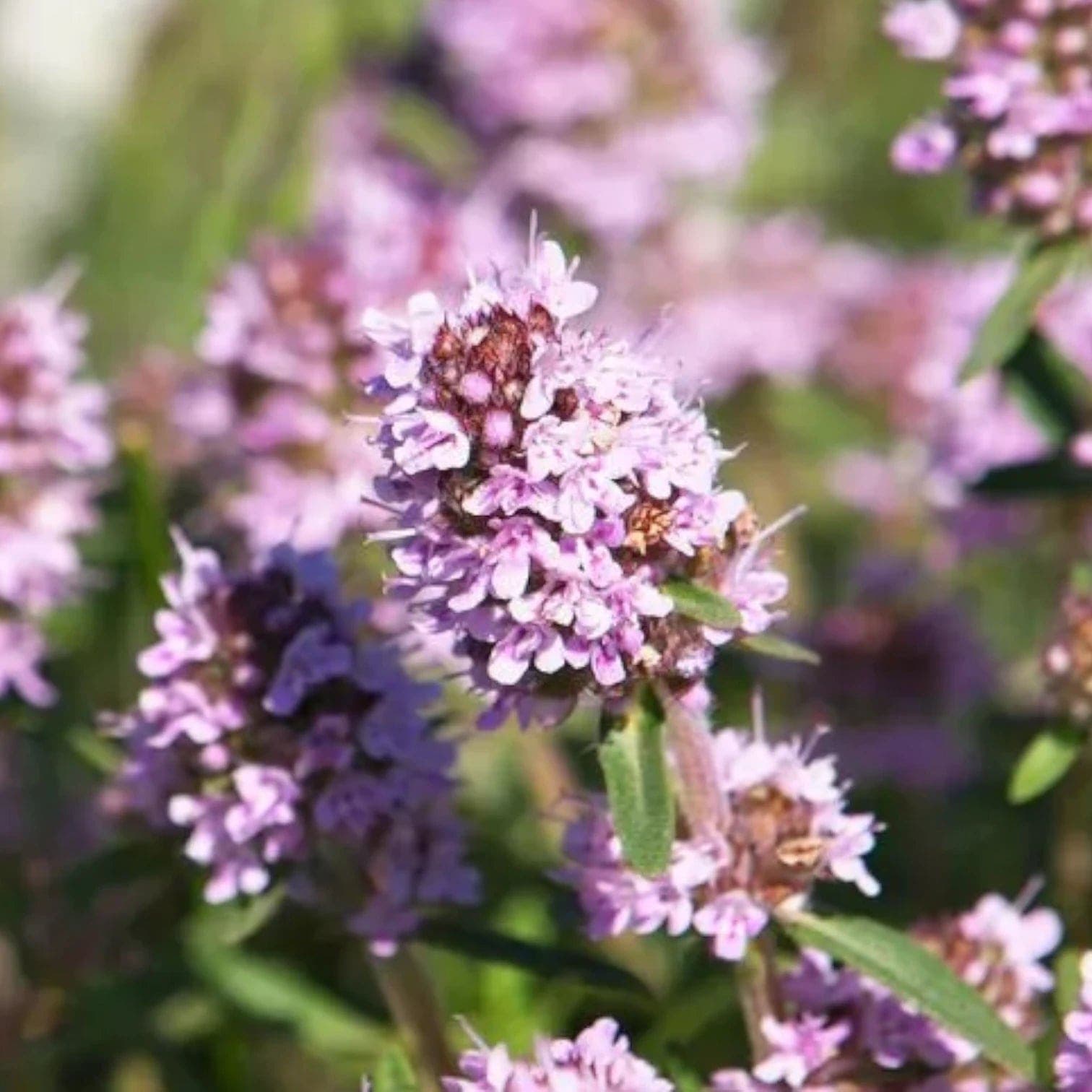 Thymus vulgaris