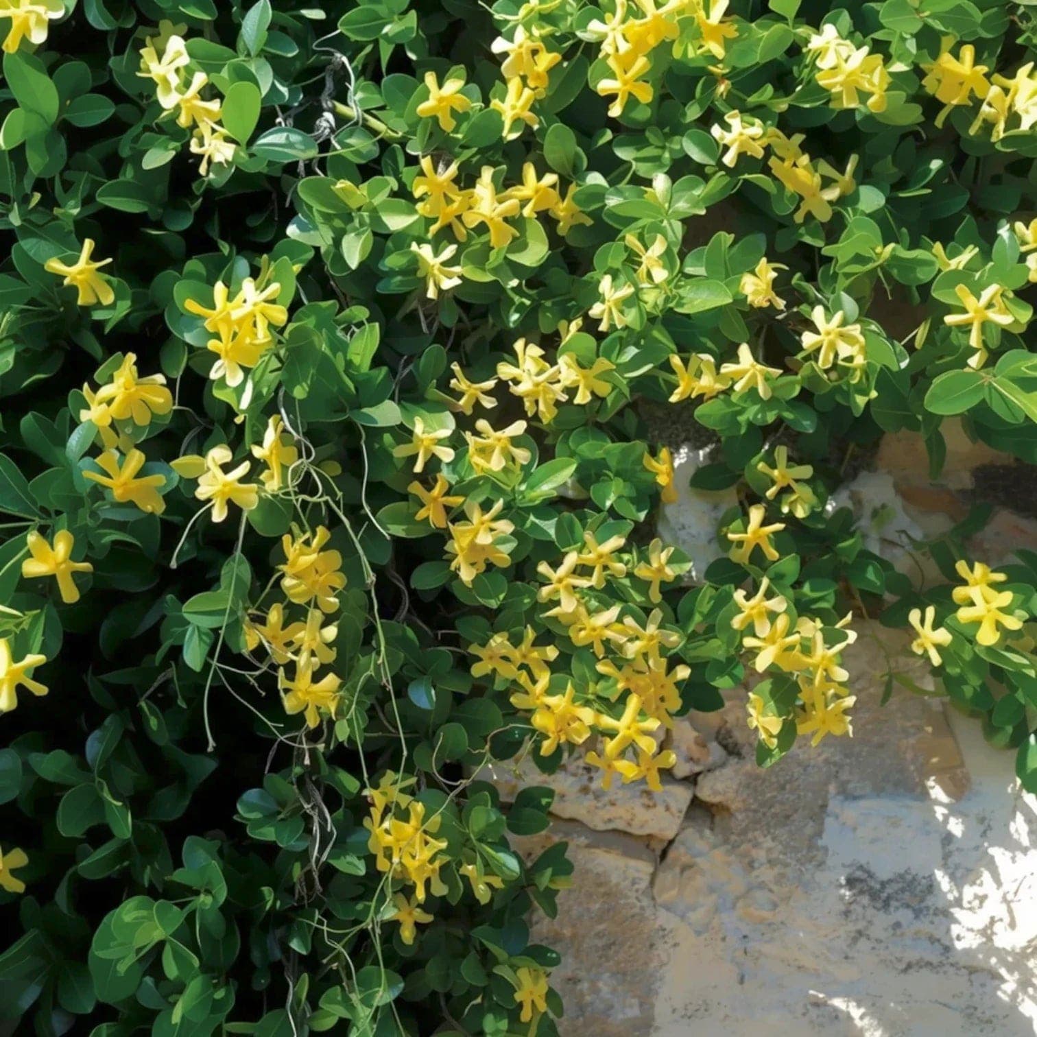 Trachelospermum jasminoides 'Star of Toscana'