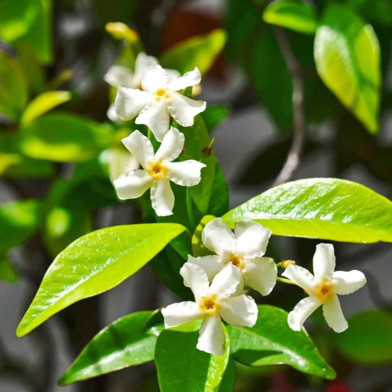 Trachelospermum jasminoides 'Star of Venice'