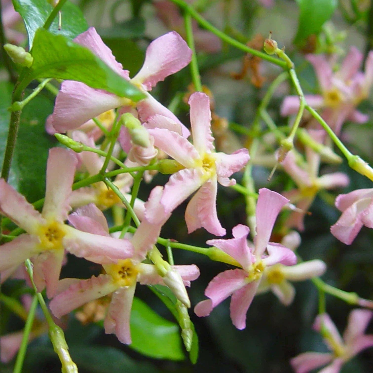 Trachelospermum asiaticum 'Pink Showers'