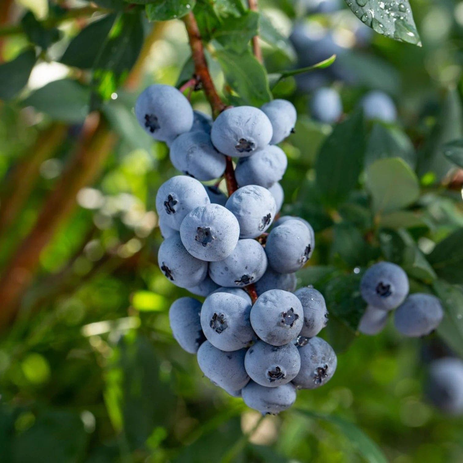 Vaccinium corymbosum 'Goldtraube'