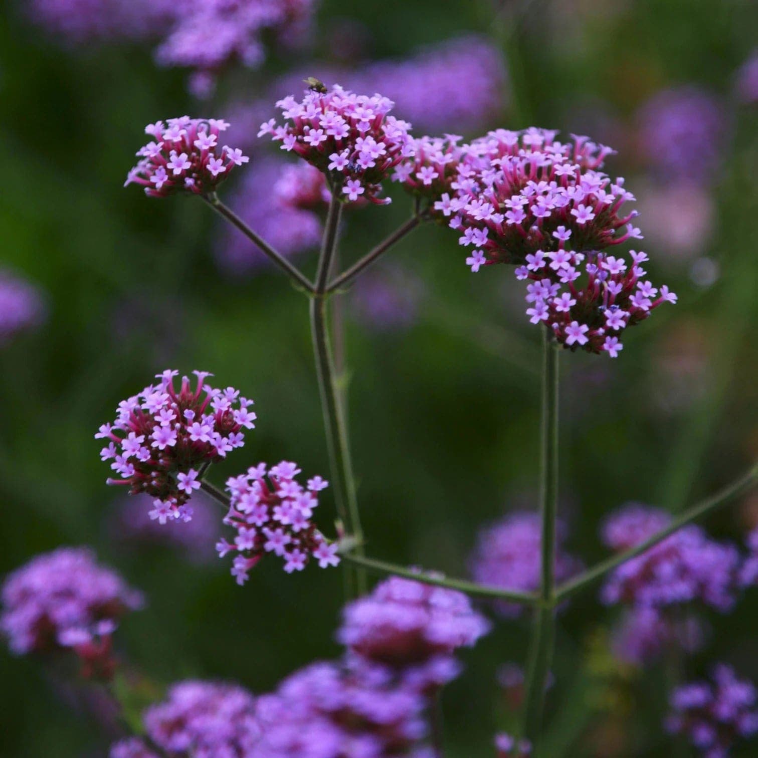 Verbena bonariensis