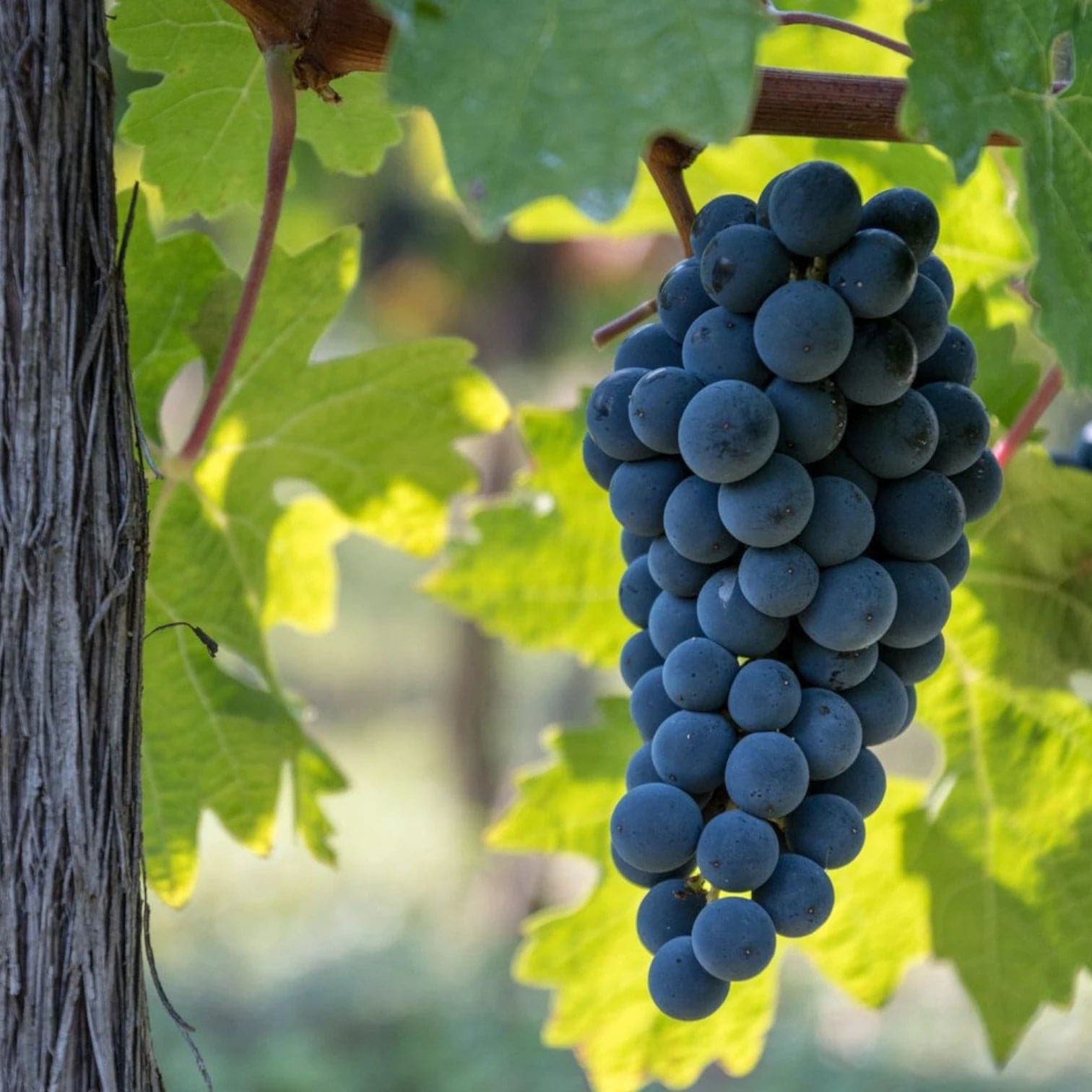 Vitis 'Boskoop Glory'