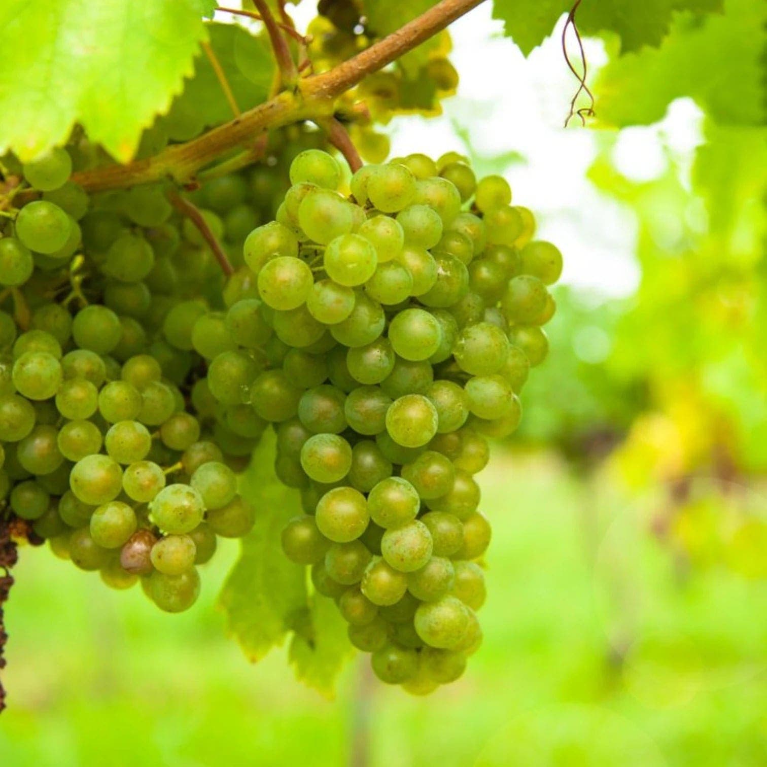 Vitis vinifera 'Vroege van der Laan'
