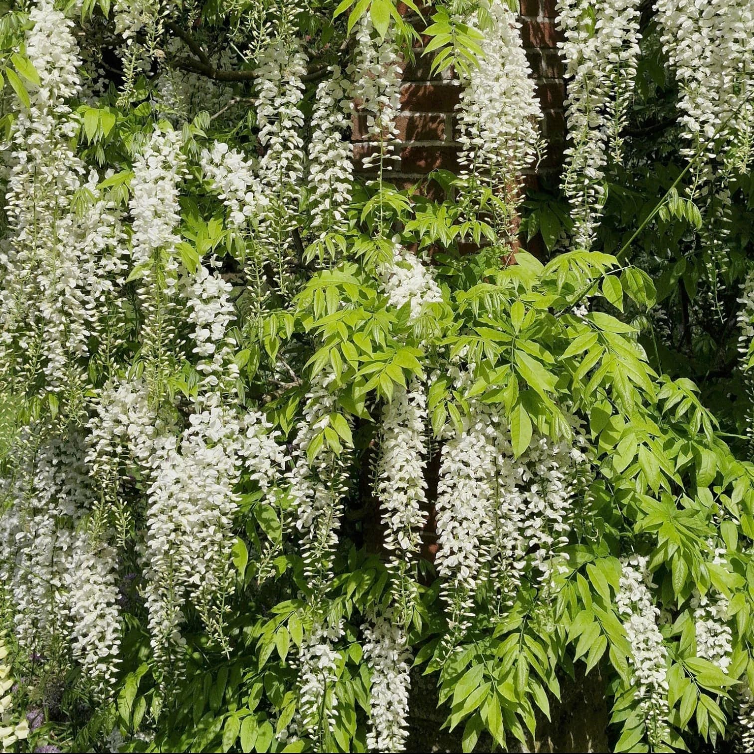 Wisteria 'Alba'