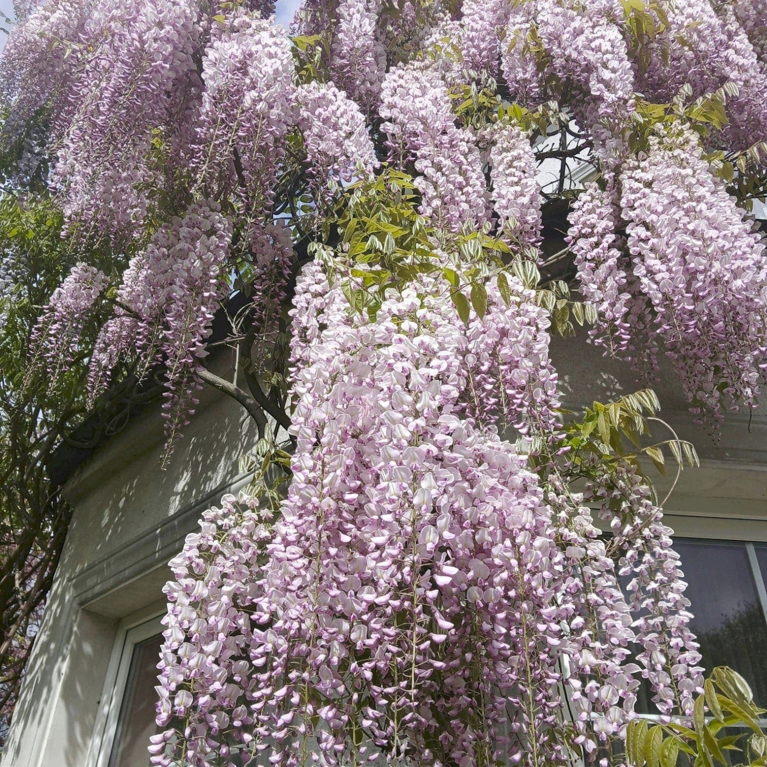 Wisteria floribunda 'Rosea'