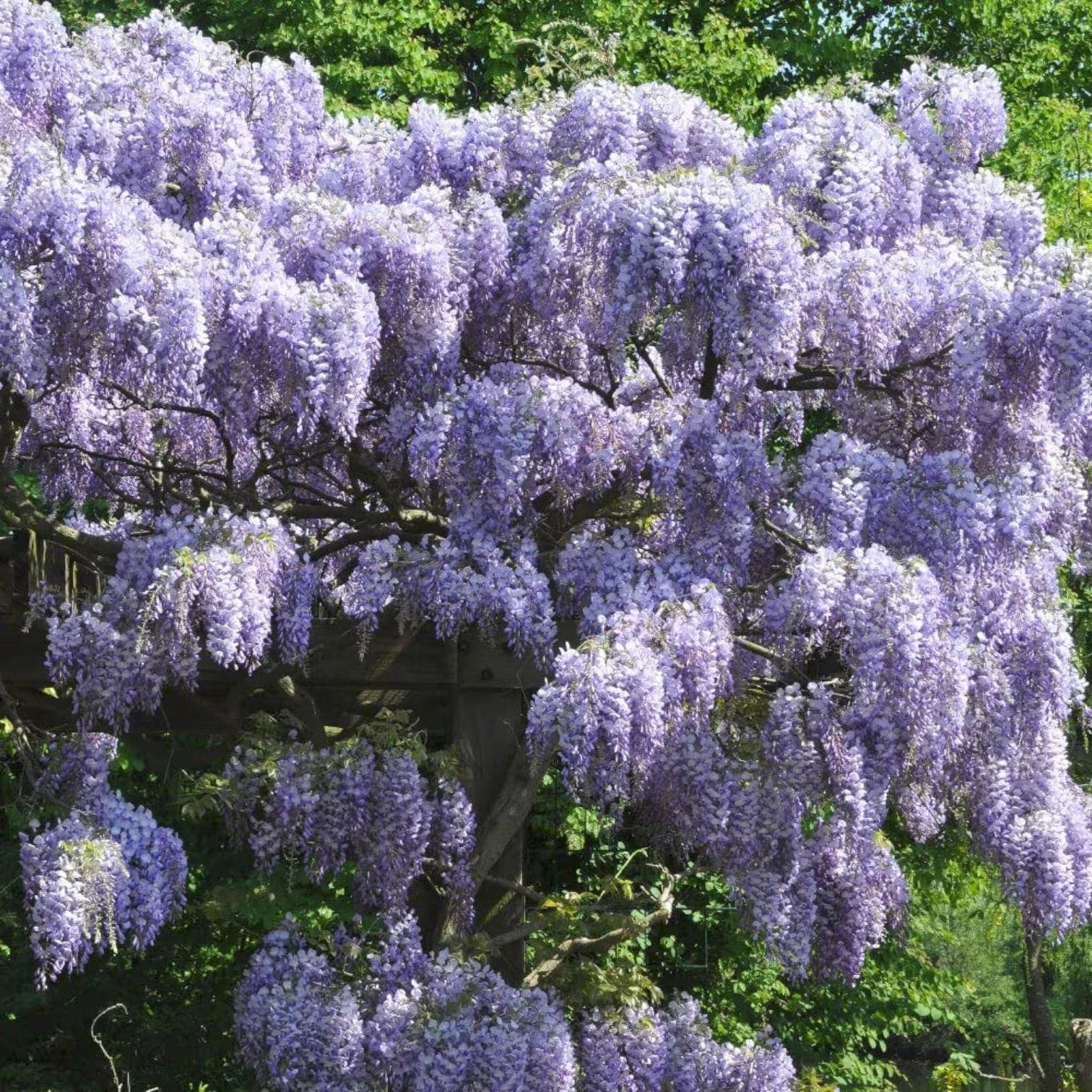 Wisteria sinensis 'Prolific'