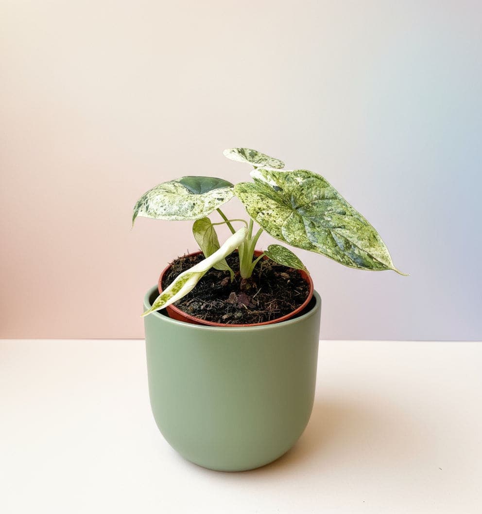 Alocasia dragon scale variegata