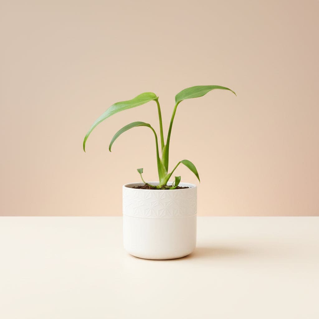 Monstera burle marx flame