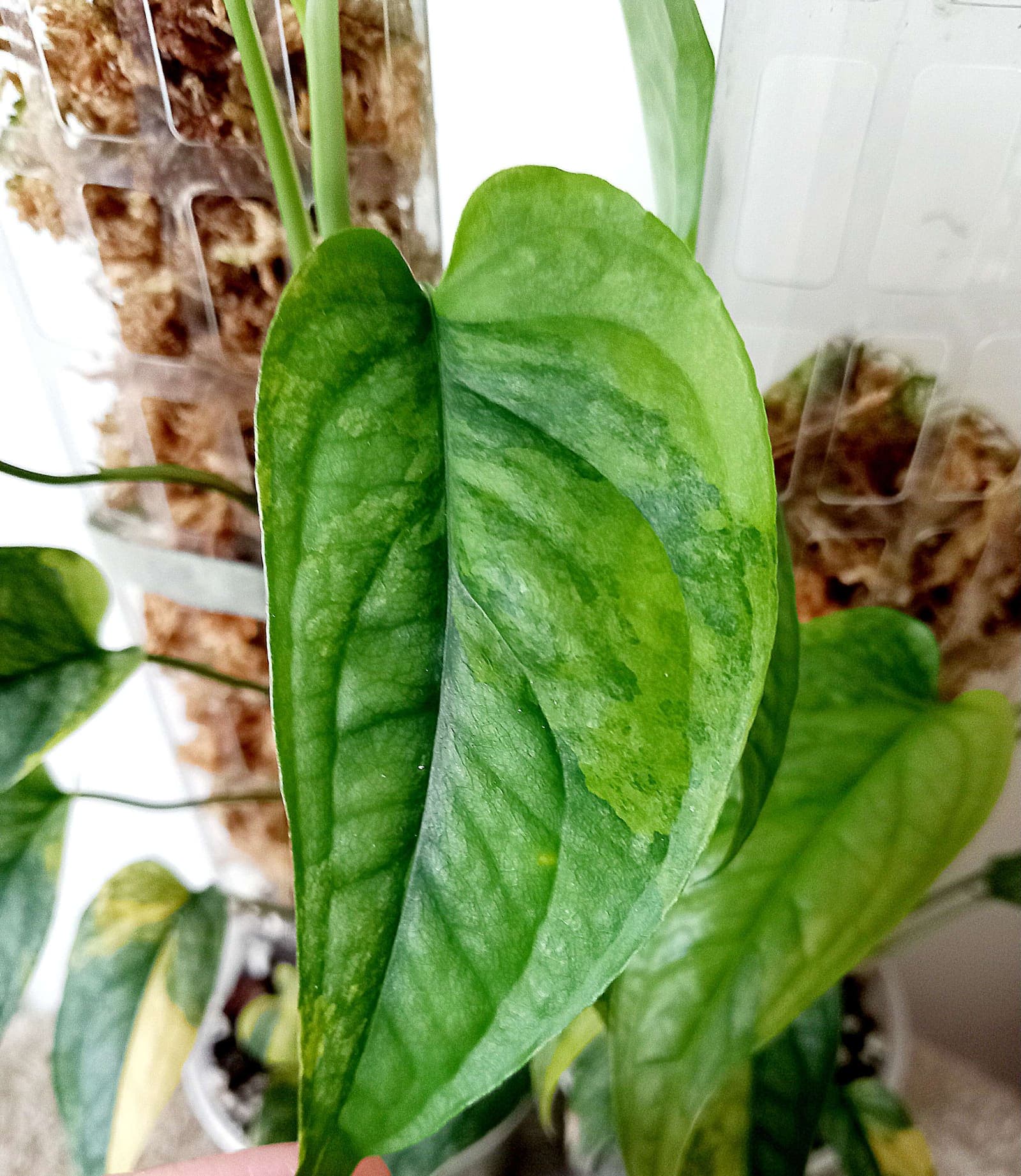 Monstera siltepecana variegata bladstekken