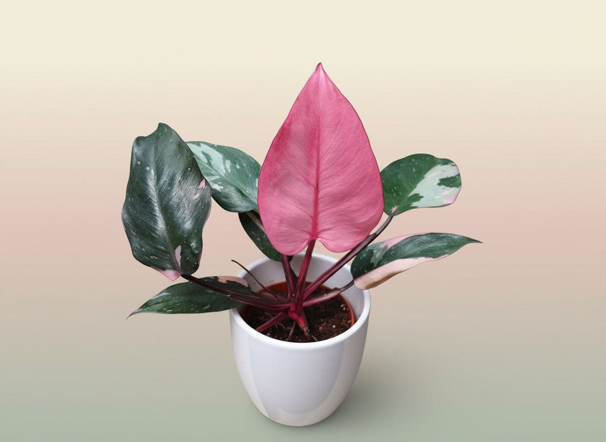 Philodendron pink princess